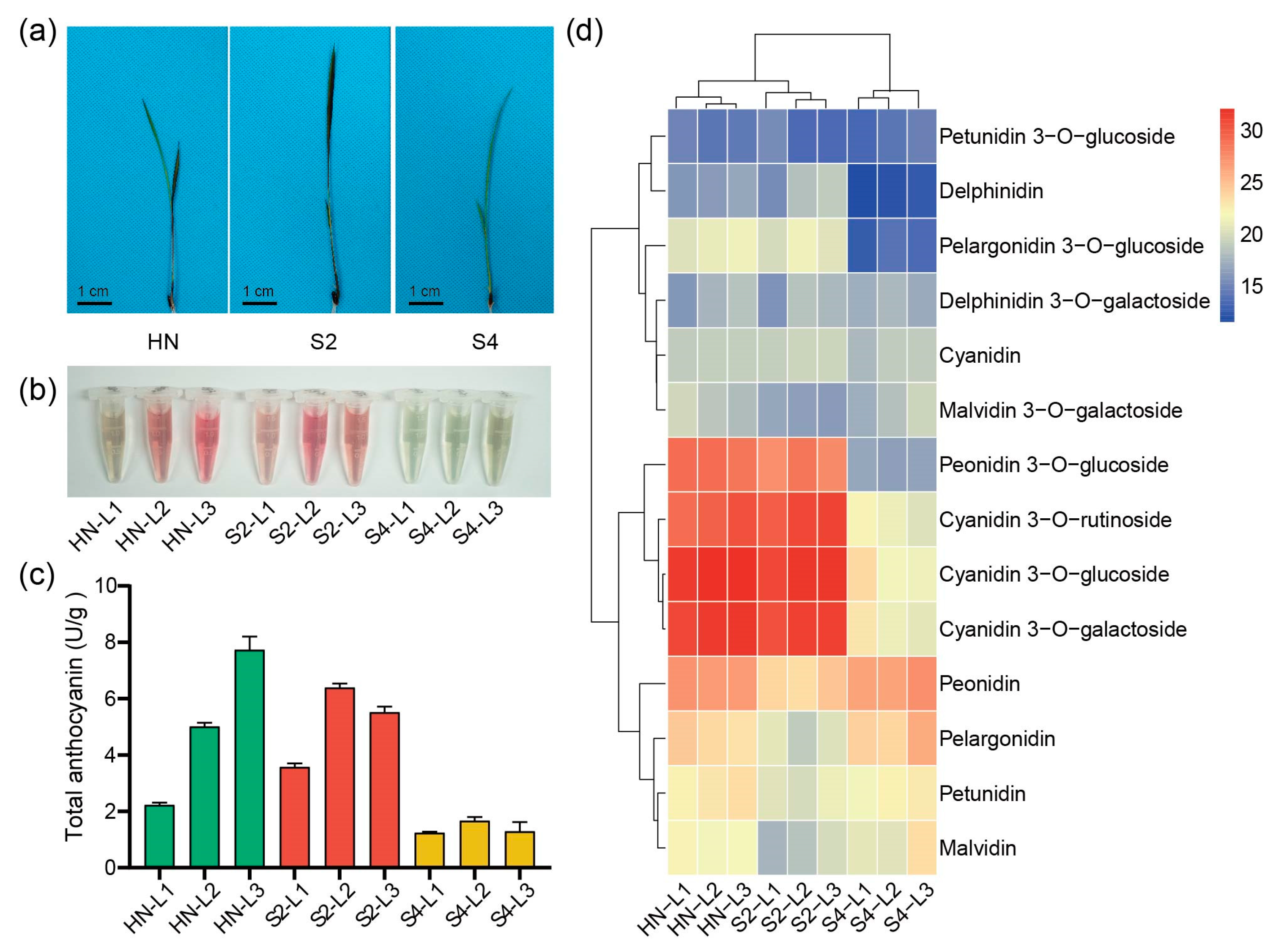 Plants 13 00697 g001