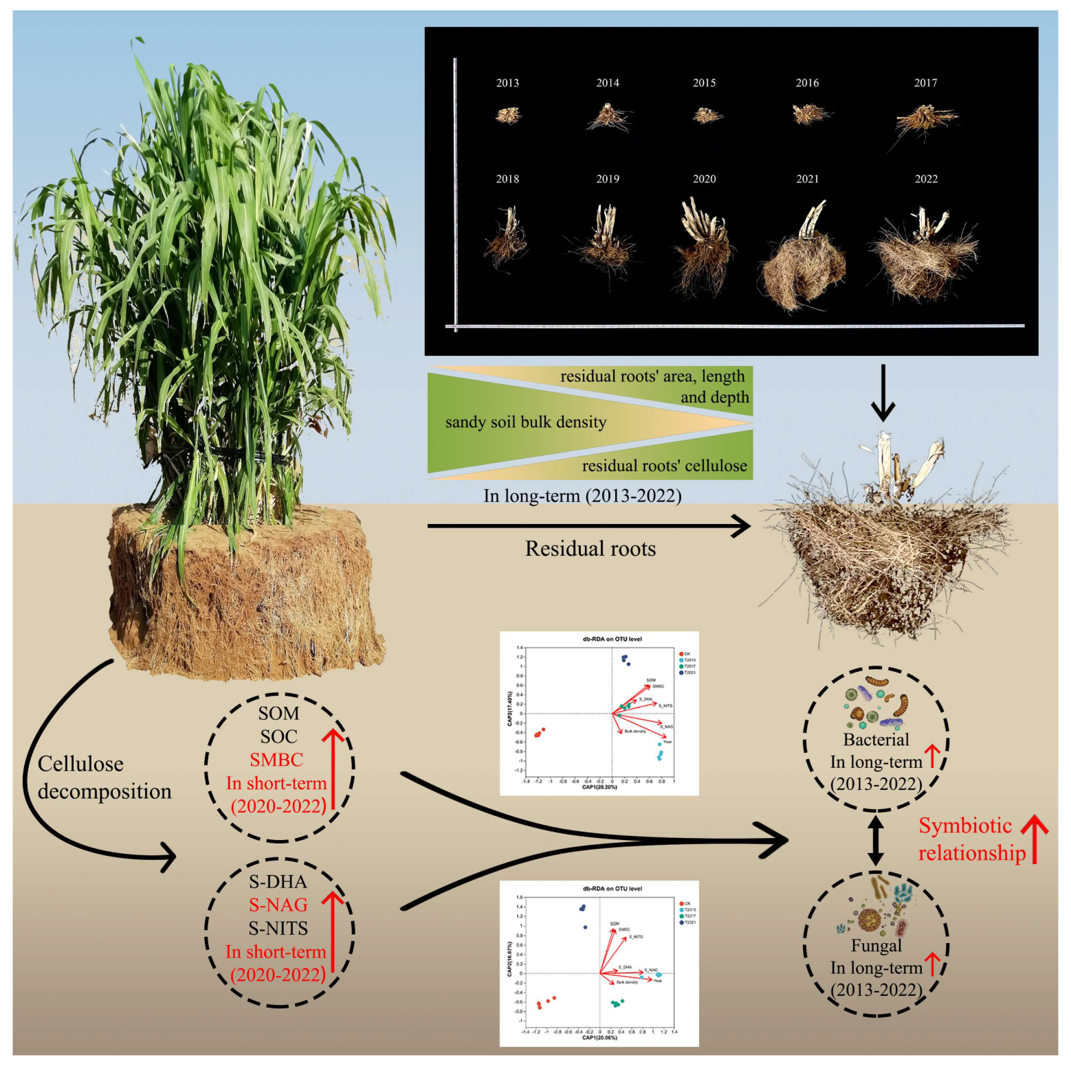 Plants 13 00708 g006