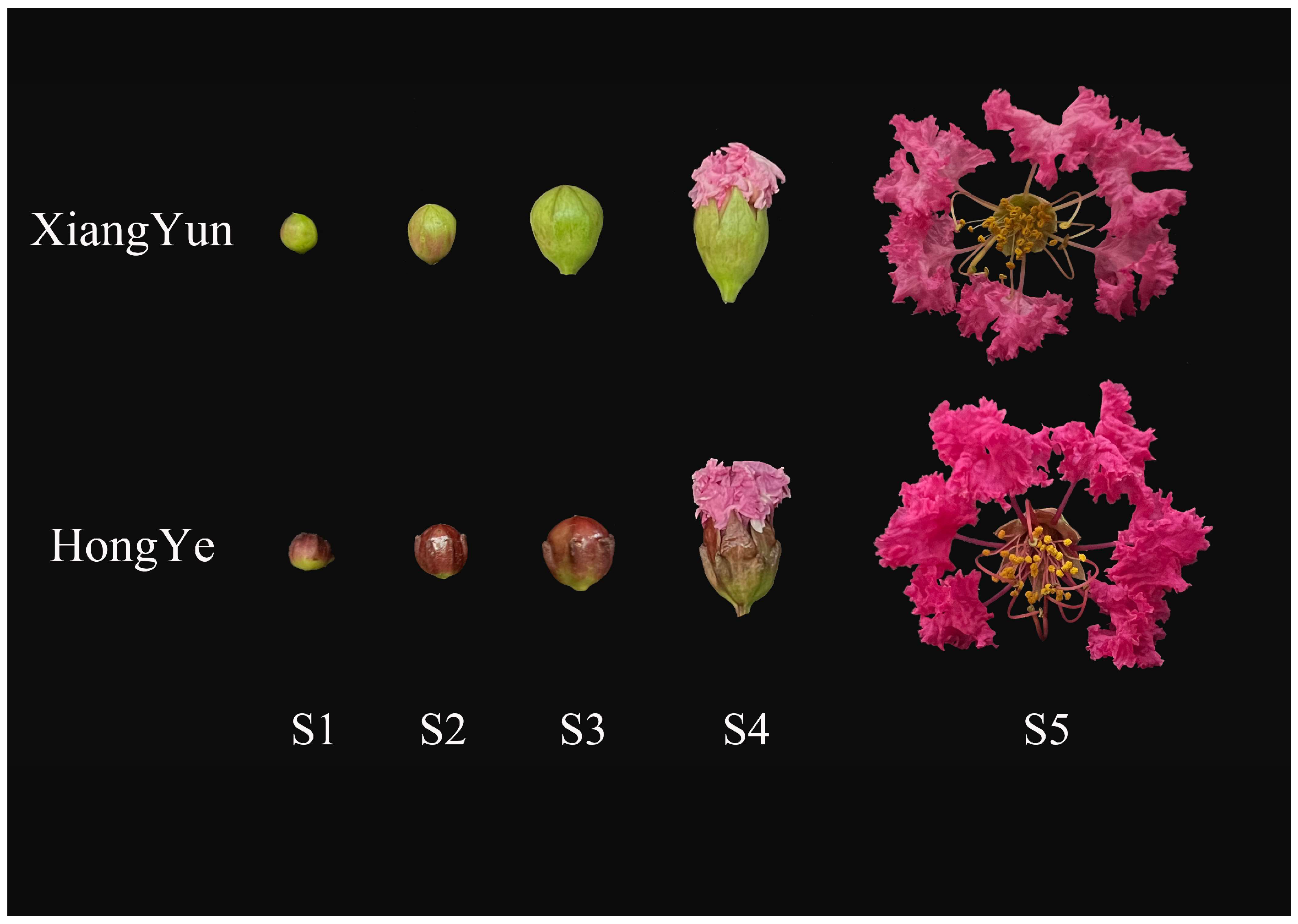 Plants 13 00709 g009