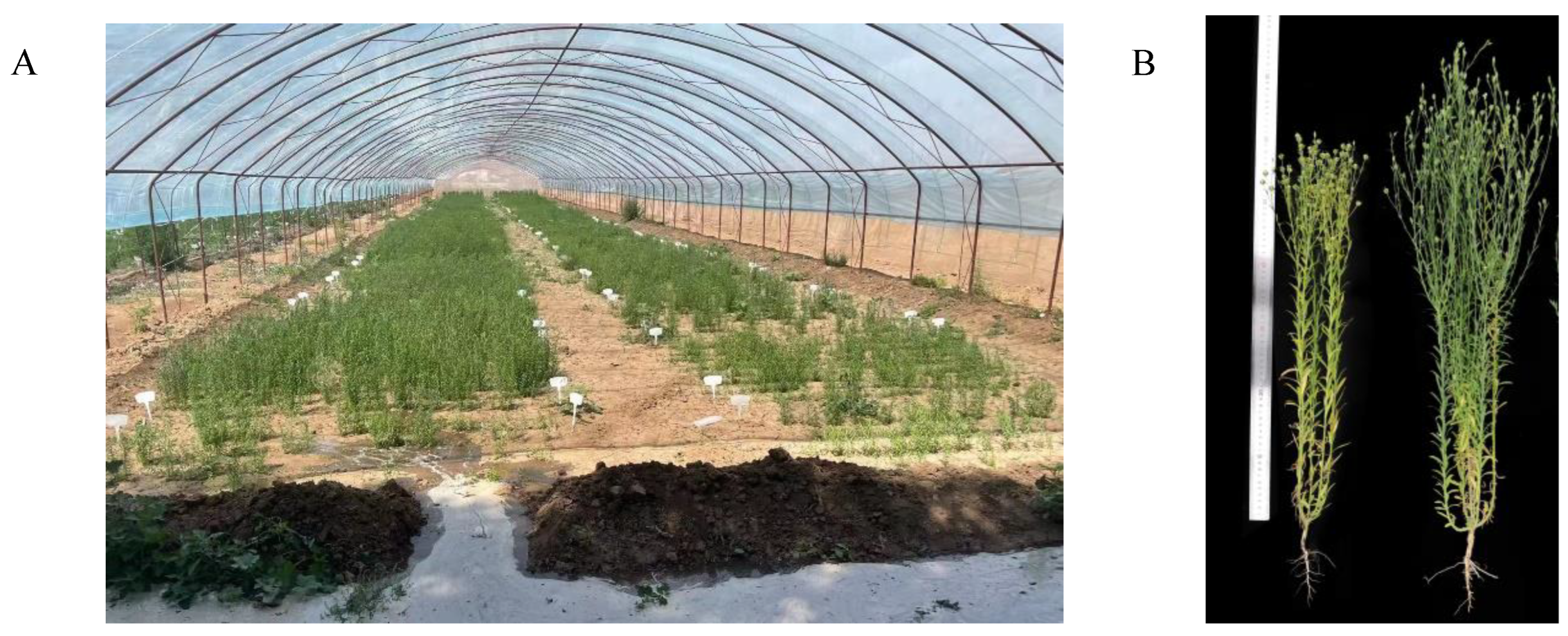 Plants 13 00710 g009 Plants 13 00710 g009