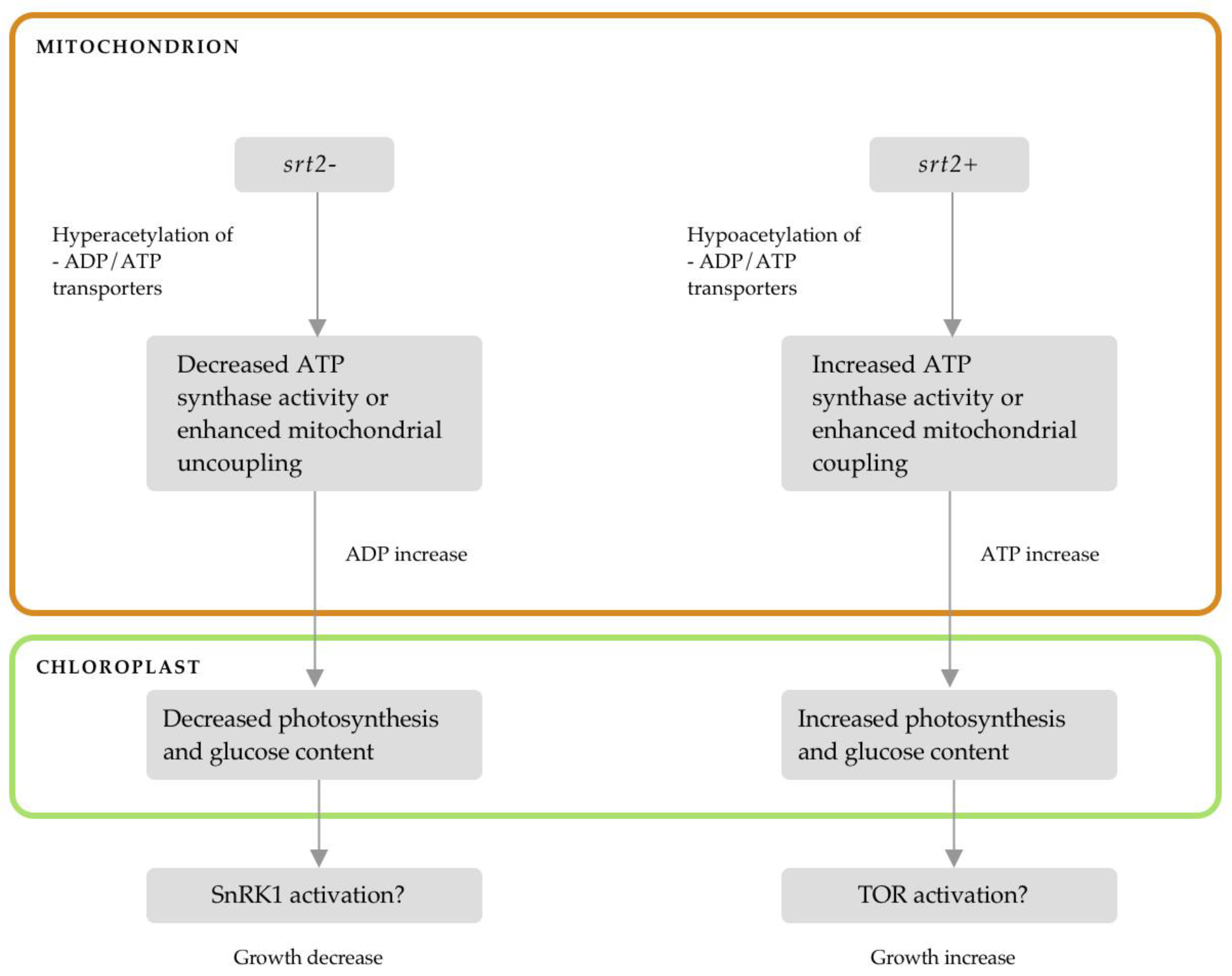 Plants 13 00711 g008