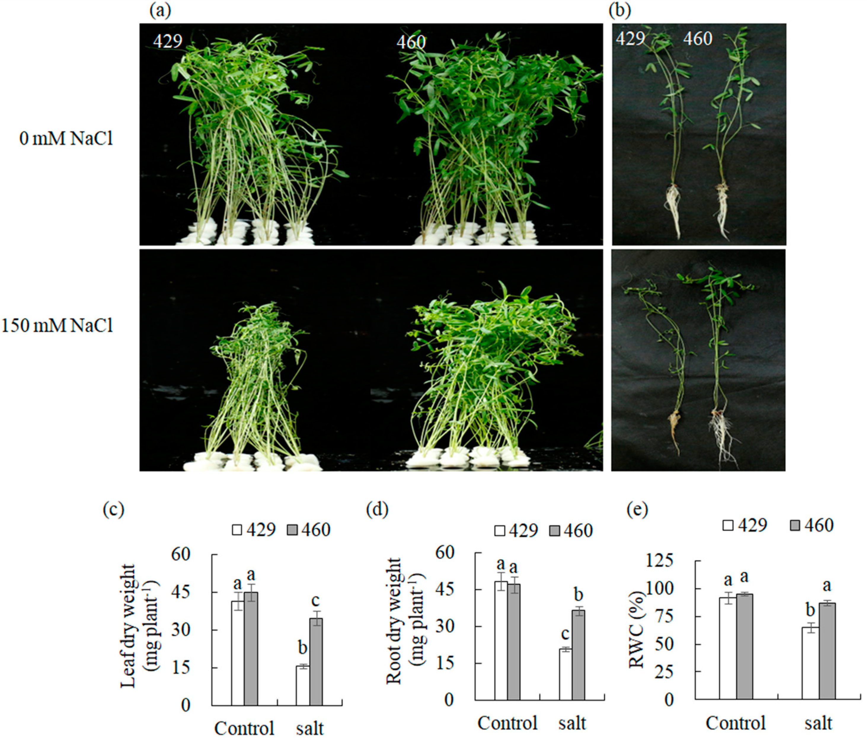 Plants 13 00714 g001 Plants 13 00714 g001