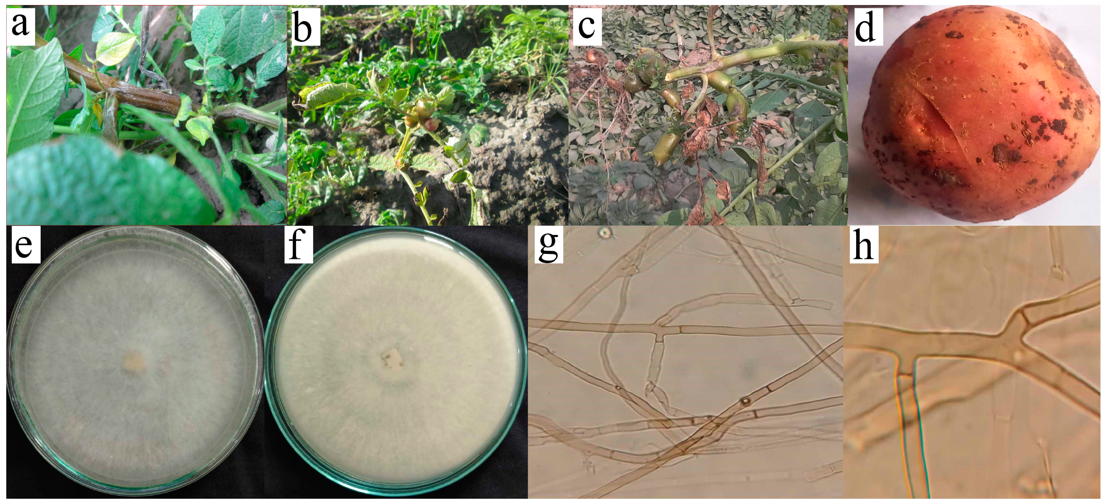 Plants 13 00715 g001