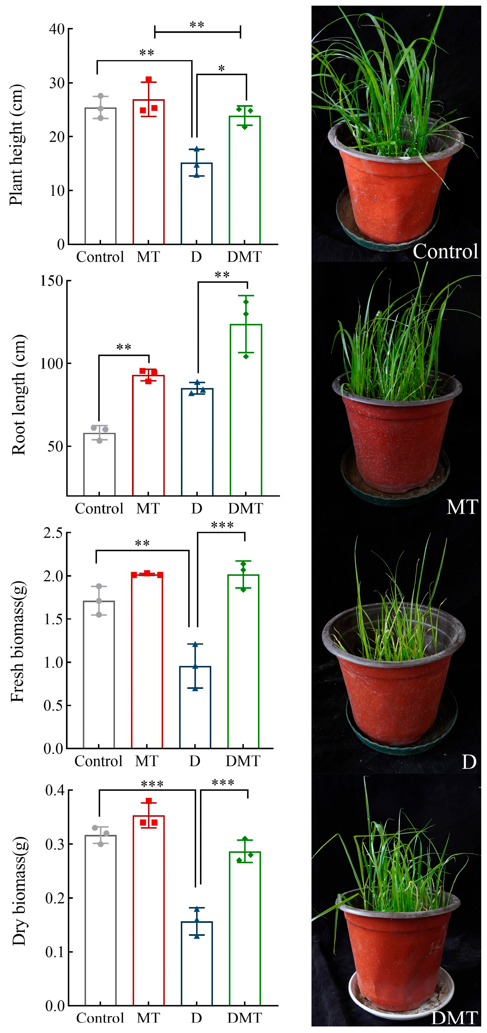 Plants 13 00716 g001