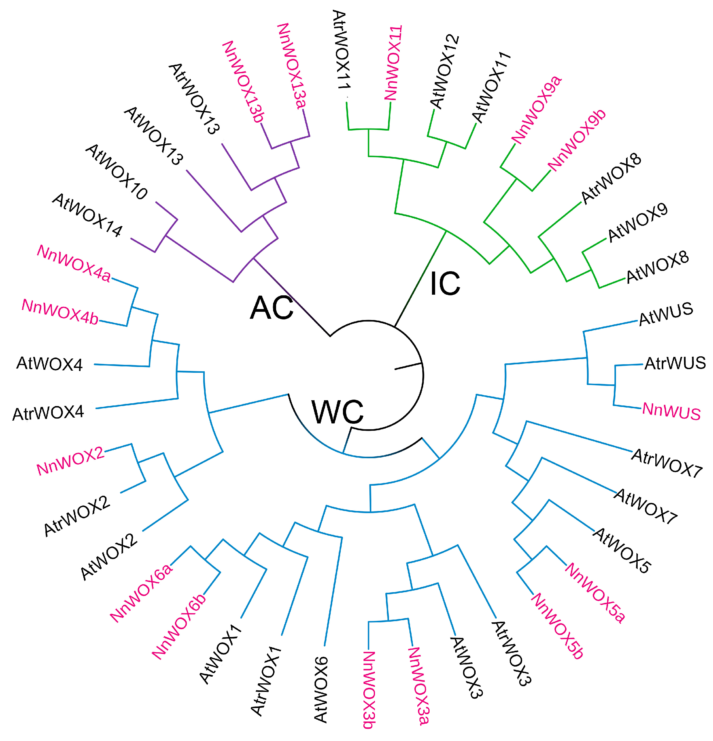 Plants 13 00720 g001