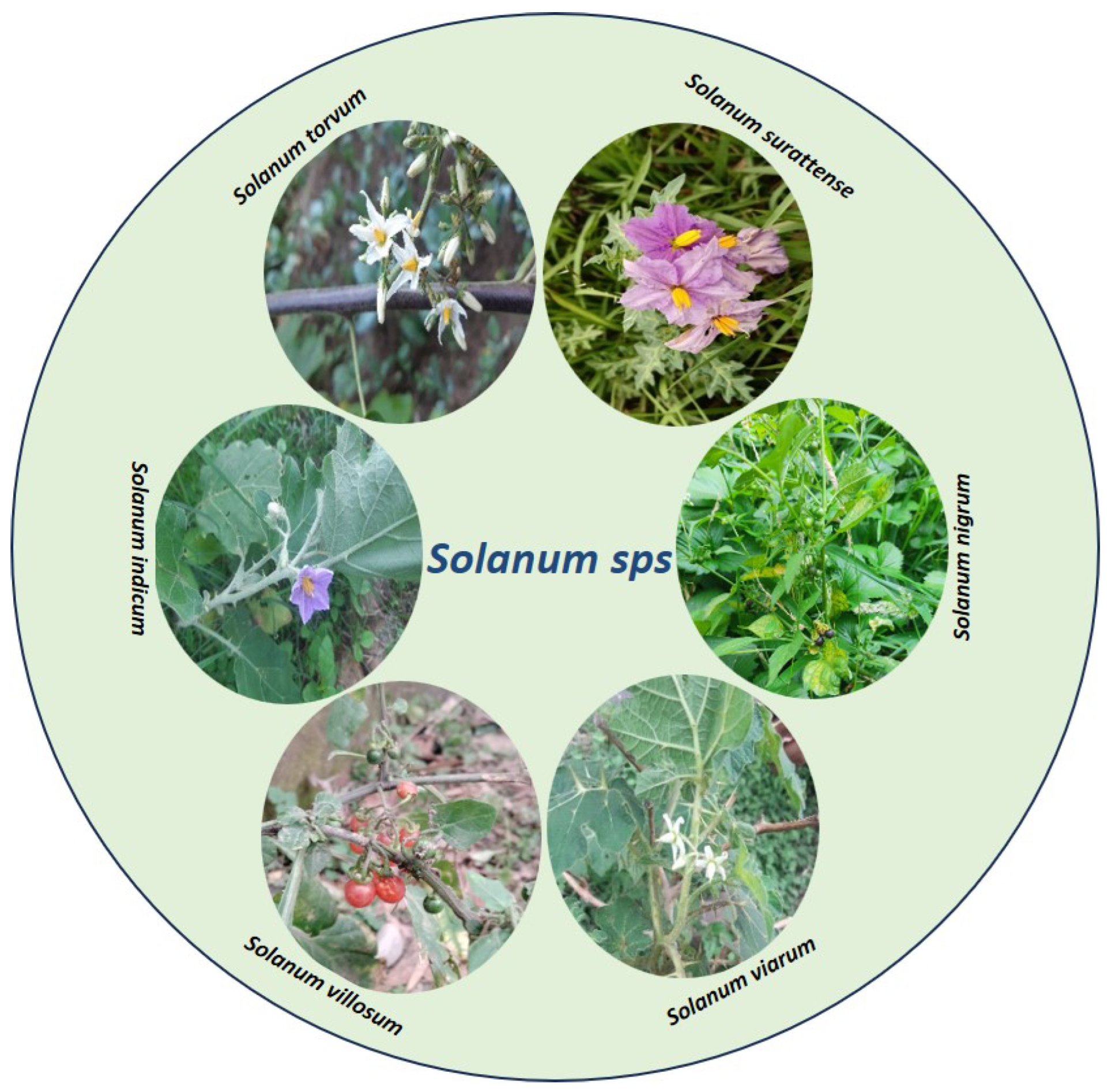 Plants 13 00724 g001