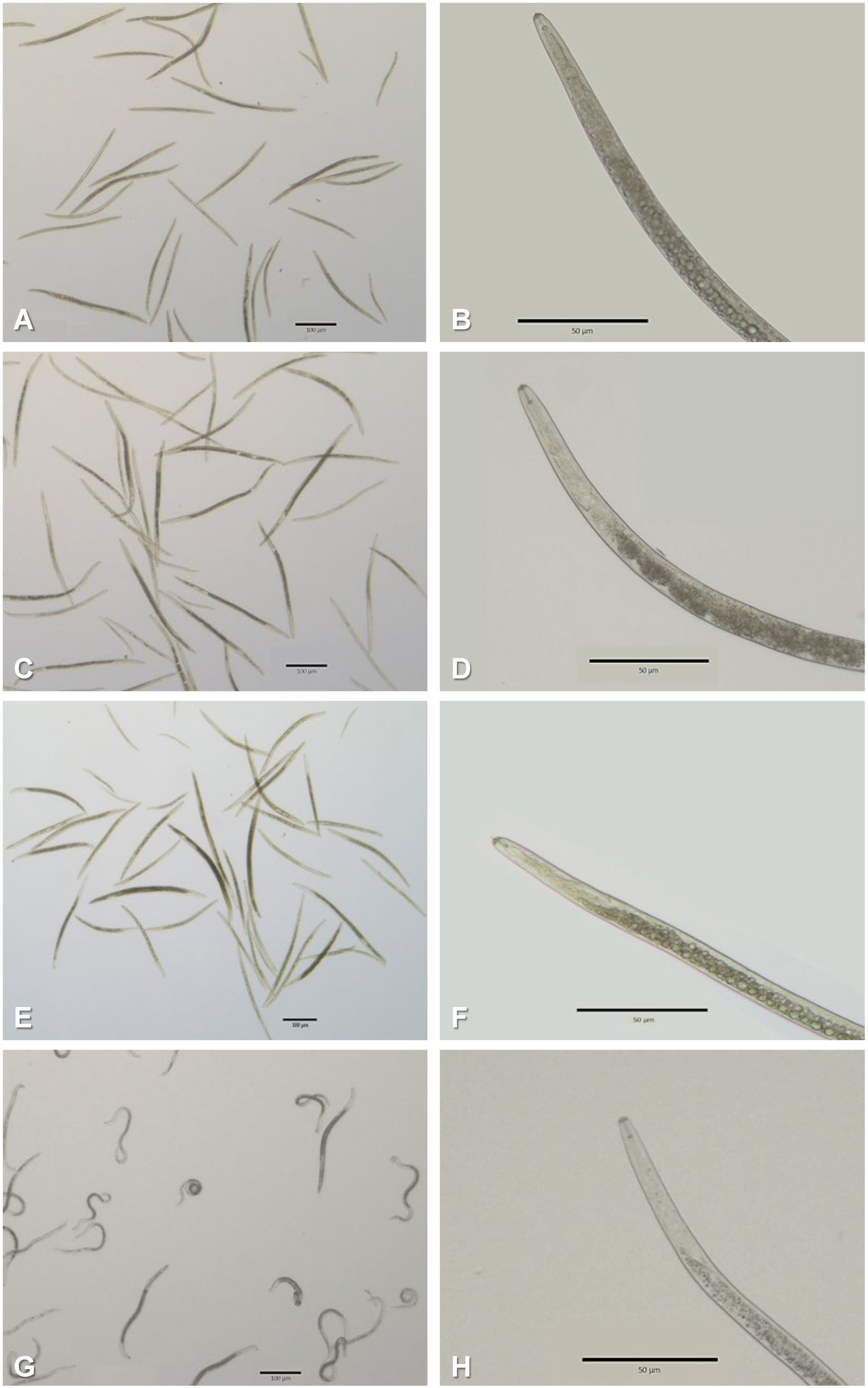 Plants 13 00726 g002