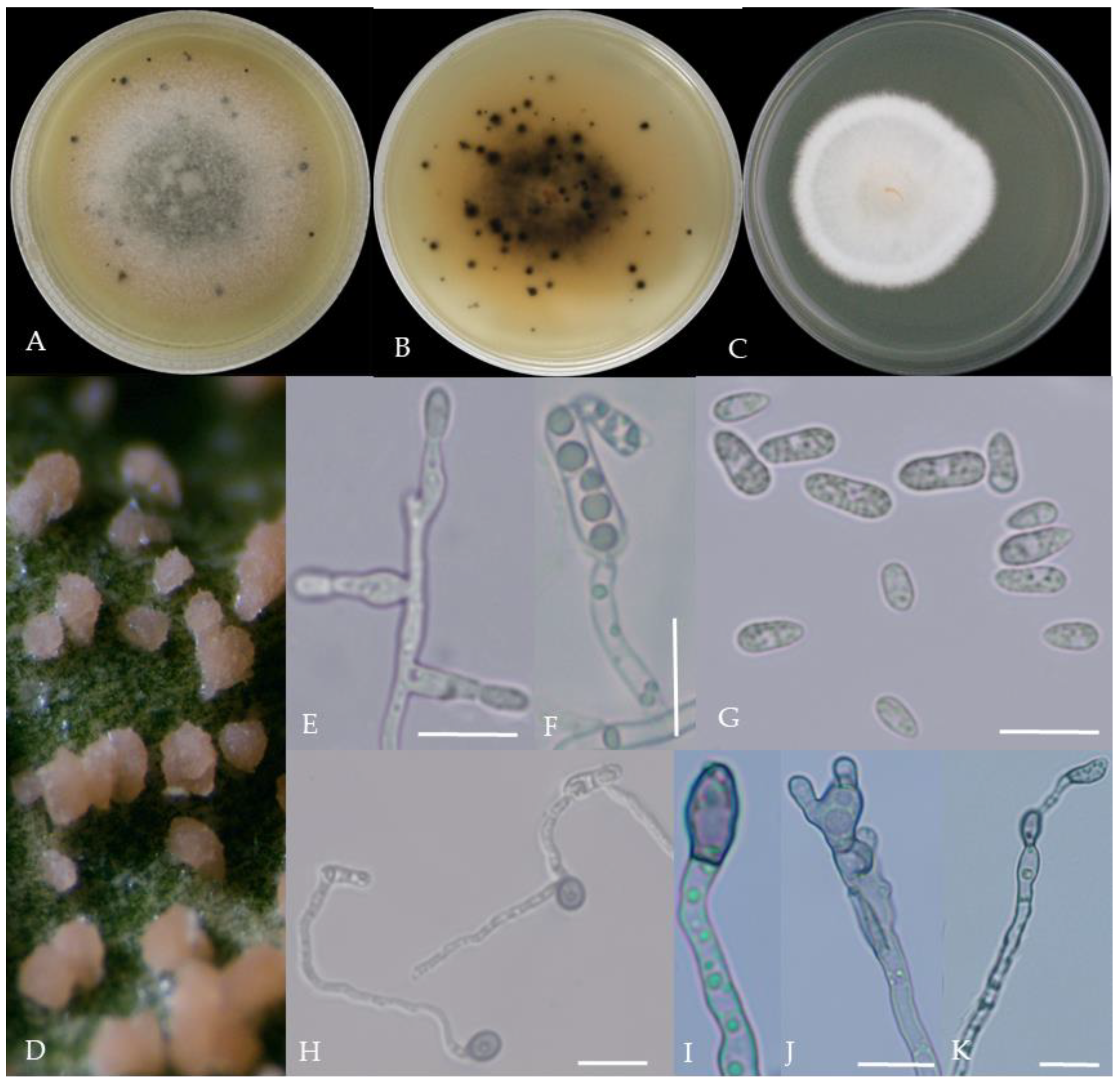 Plants 13 00728 g002