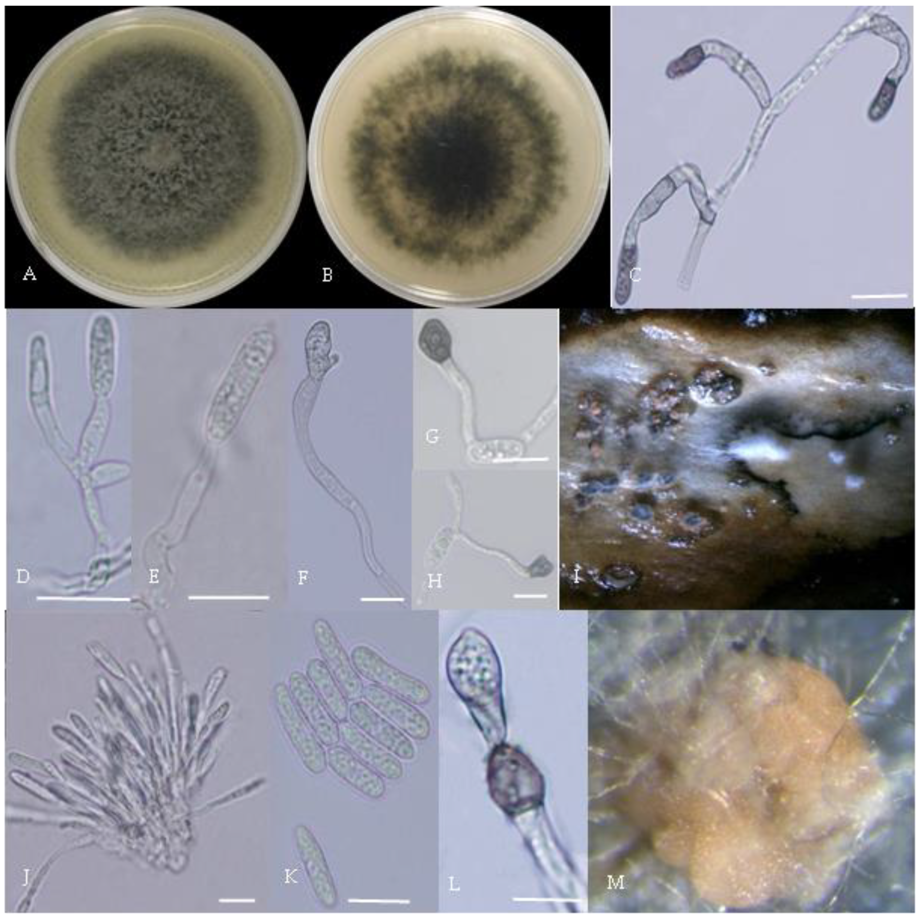 Plants 13 00728 g003