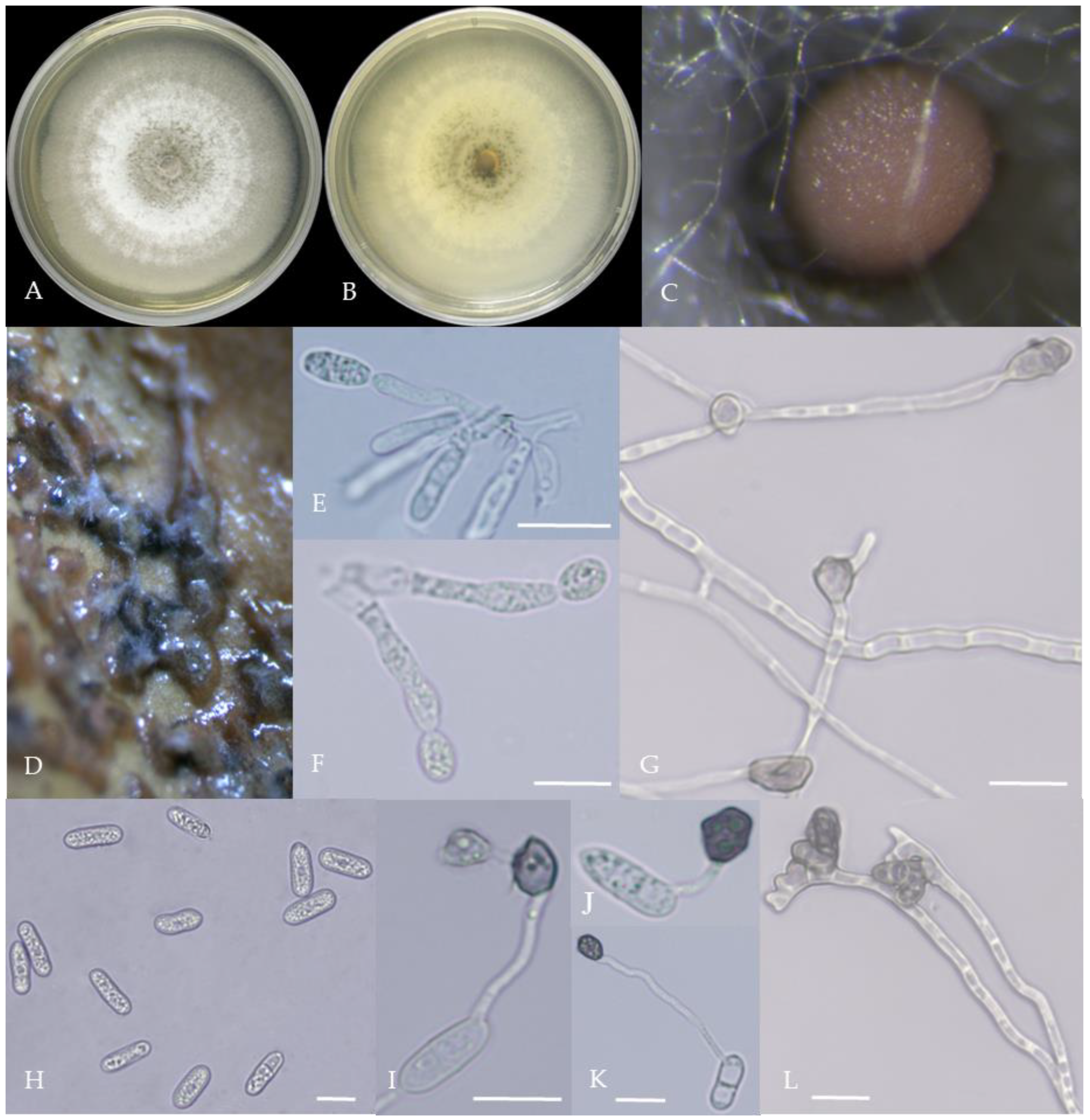 Plants 13 00728 g004