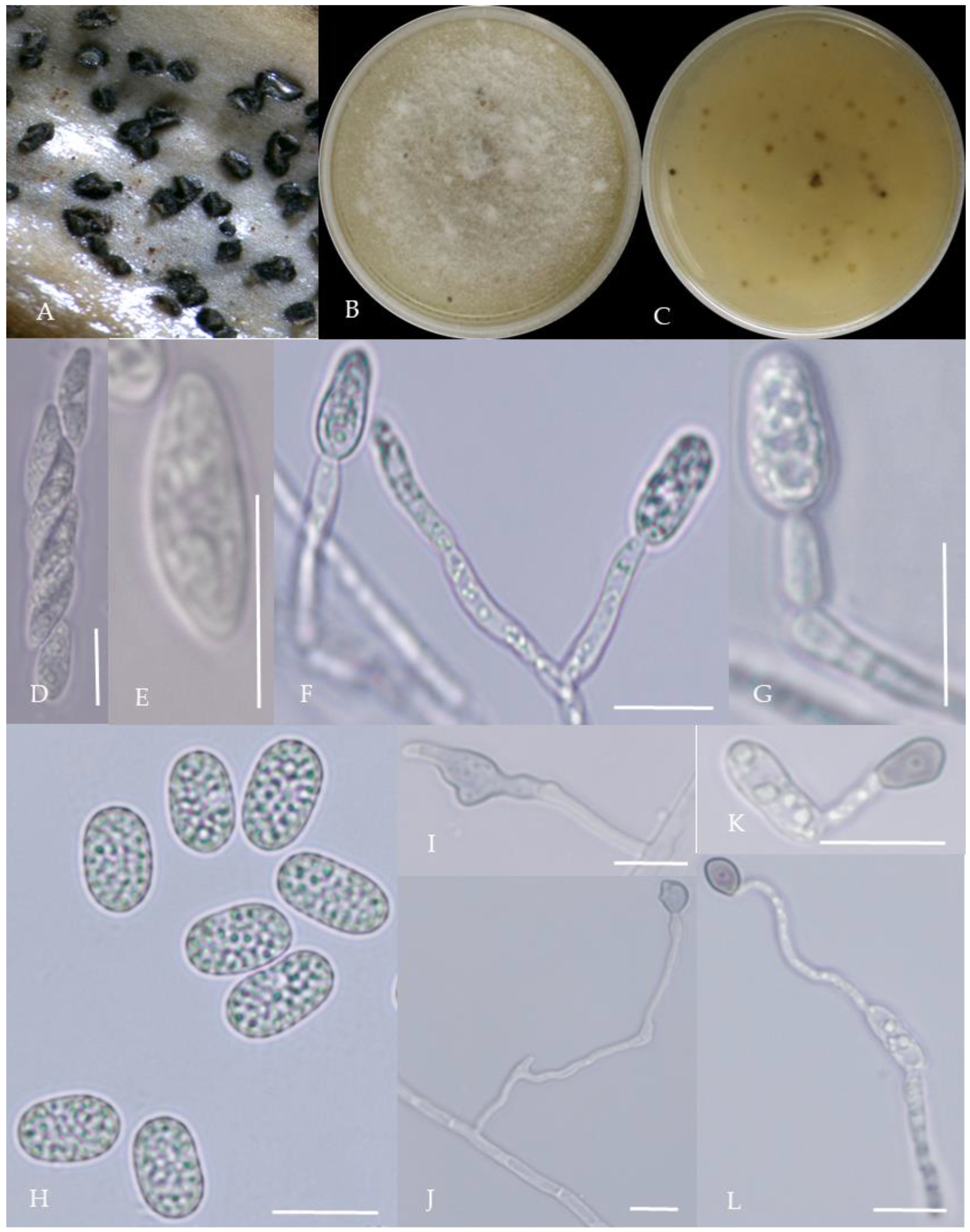 Plants 13 00728 g008