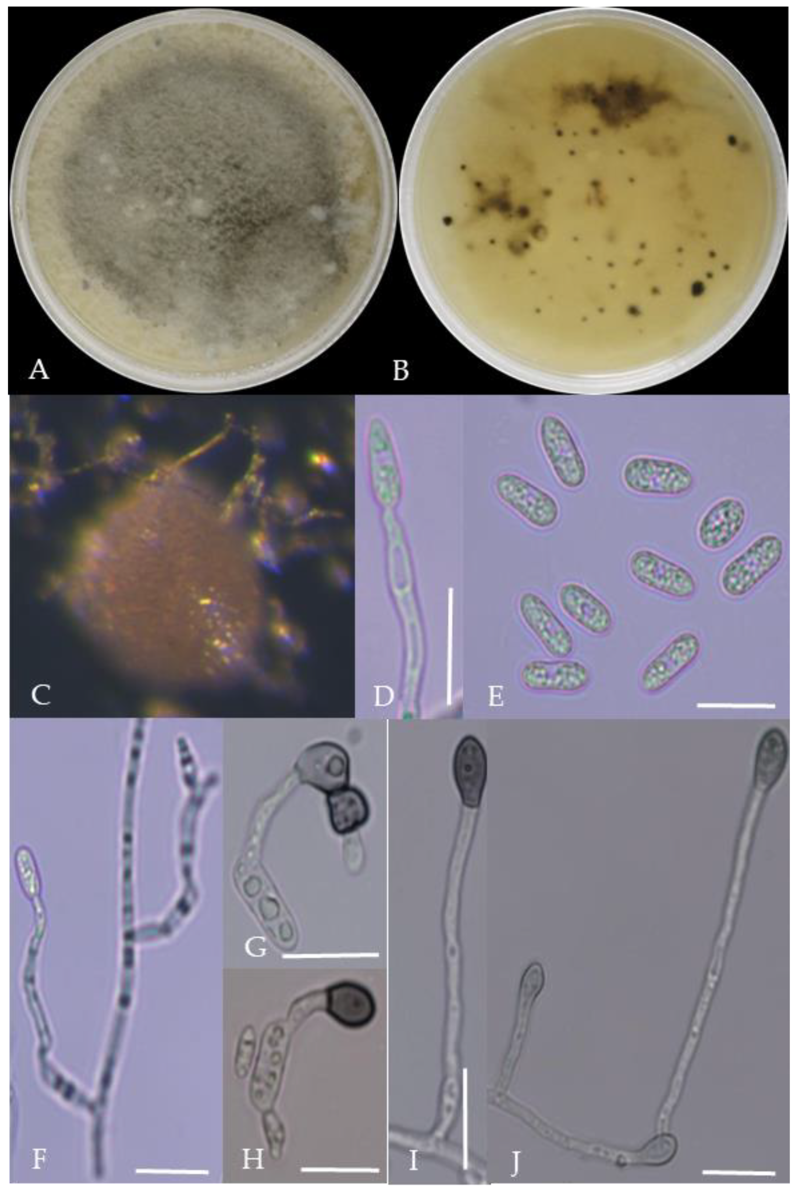Plants 13 00728 g009