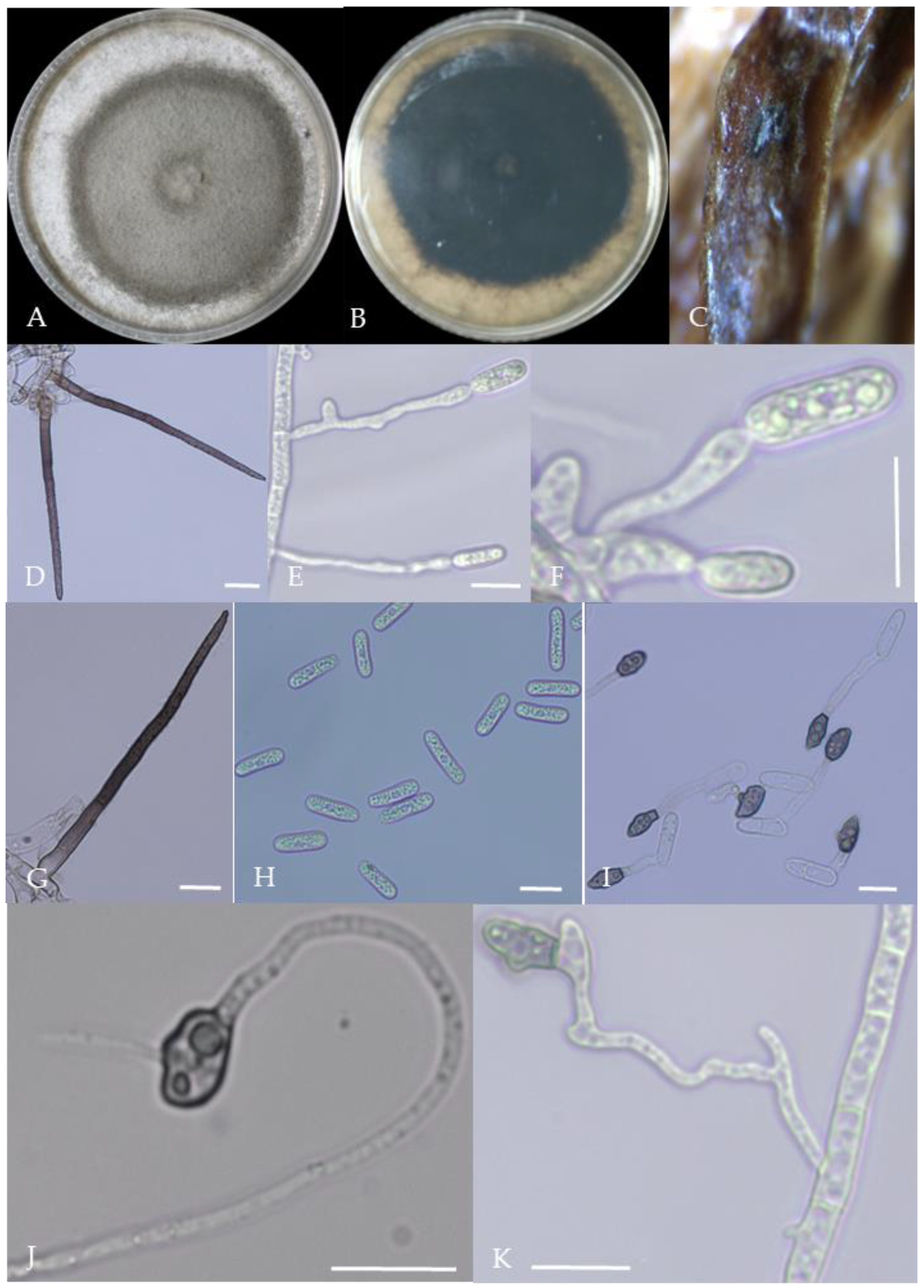 Plants 13 00728 g010