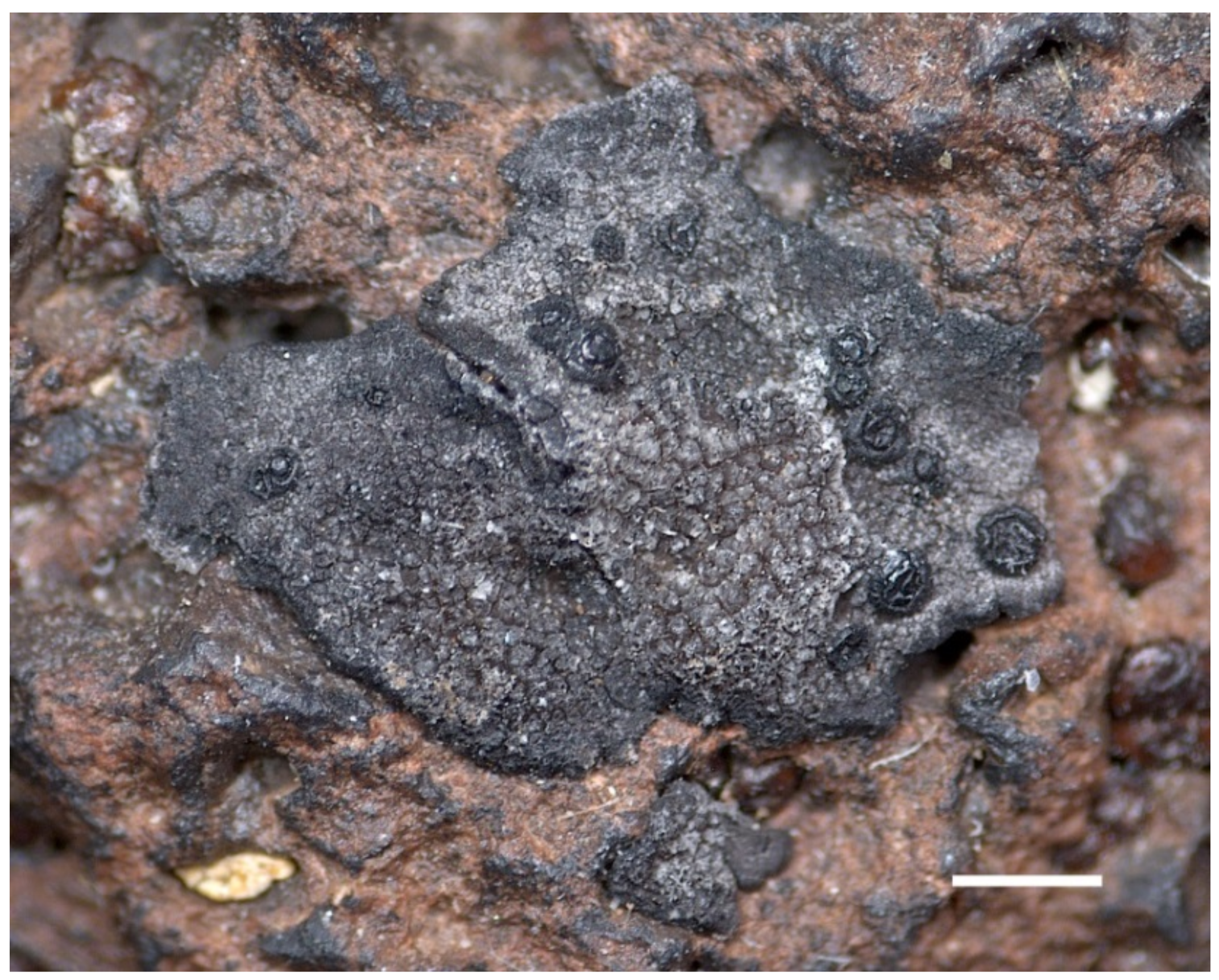 Plants 13 00729 g003