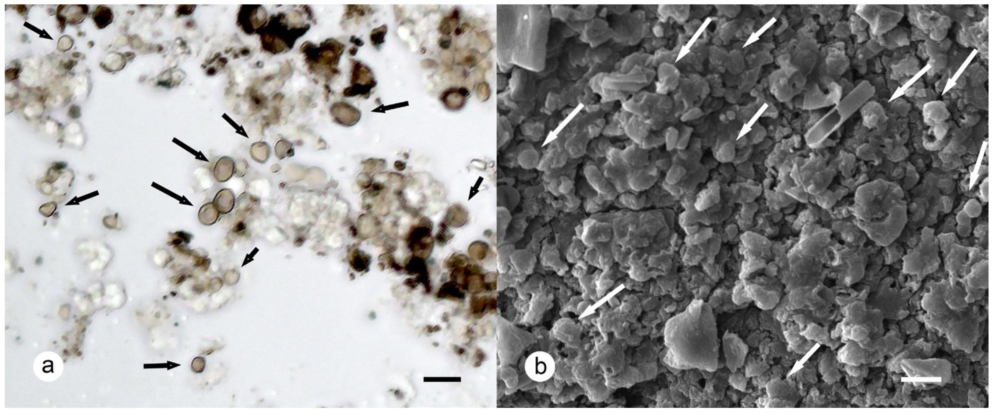 Plants 13 00729 g005