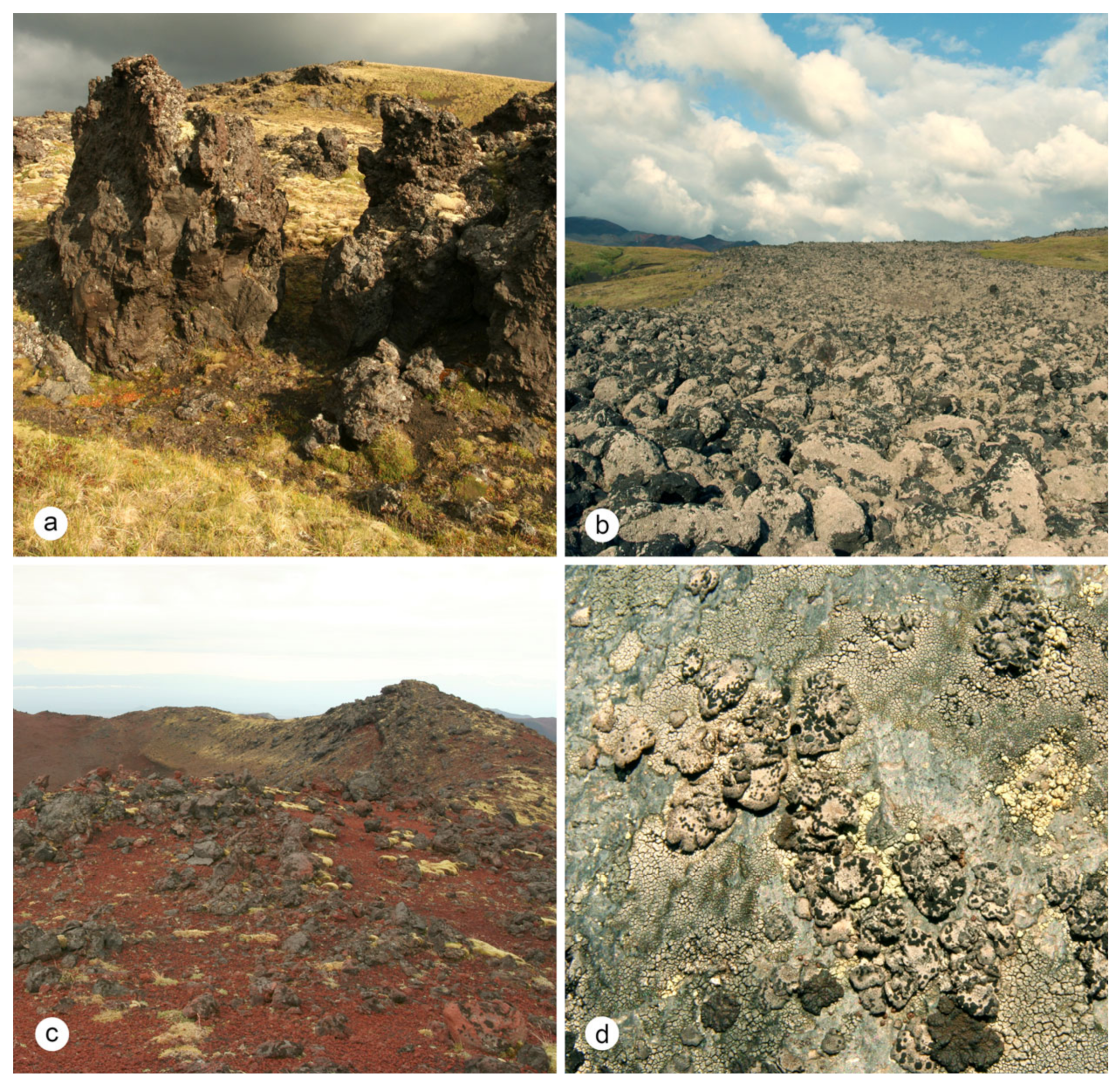 Plants 13 00729 g008