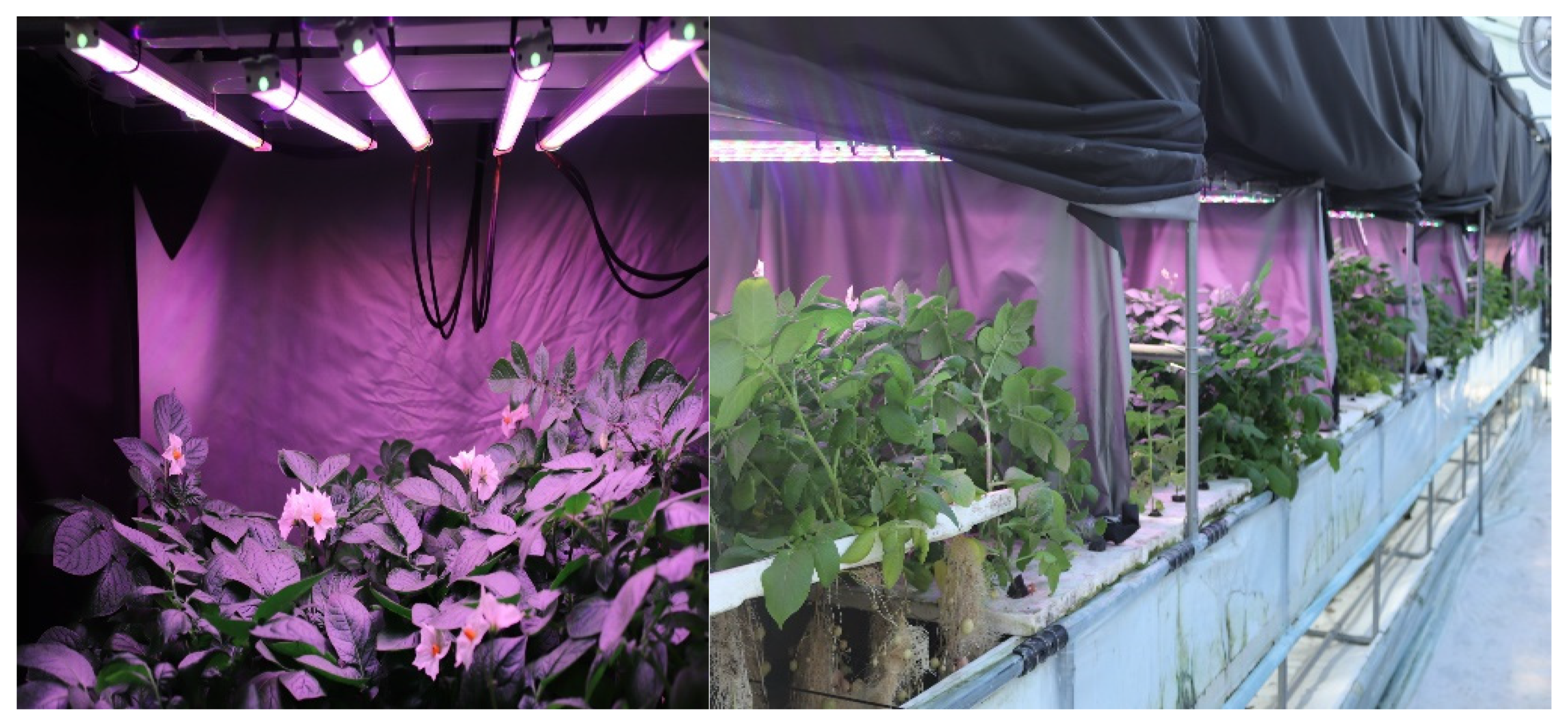 Plants 13 00737 g001 Plants 13 00737 g001