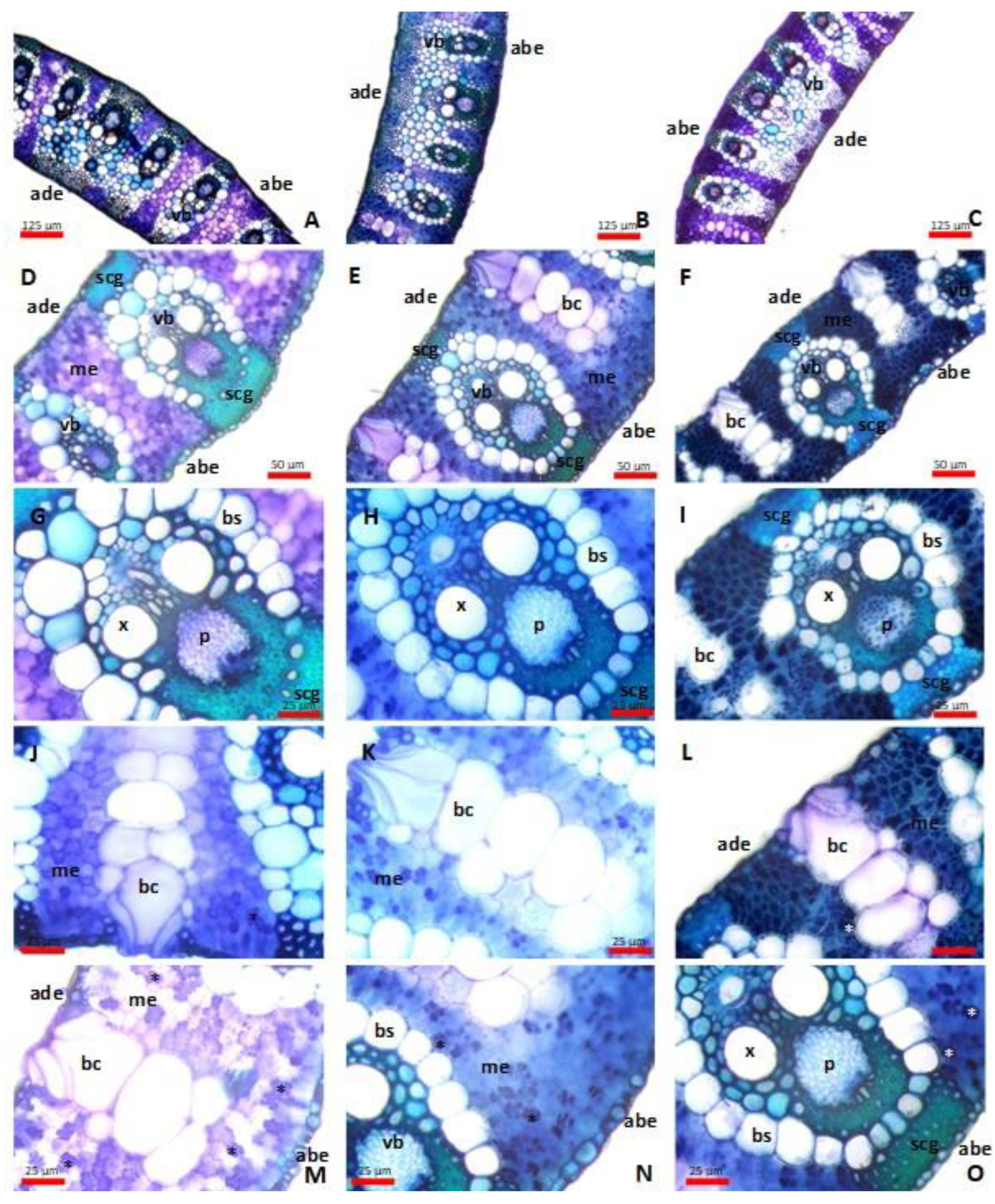 Plants 13 00740 g001