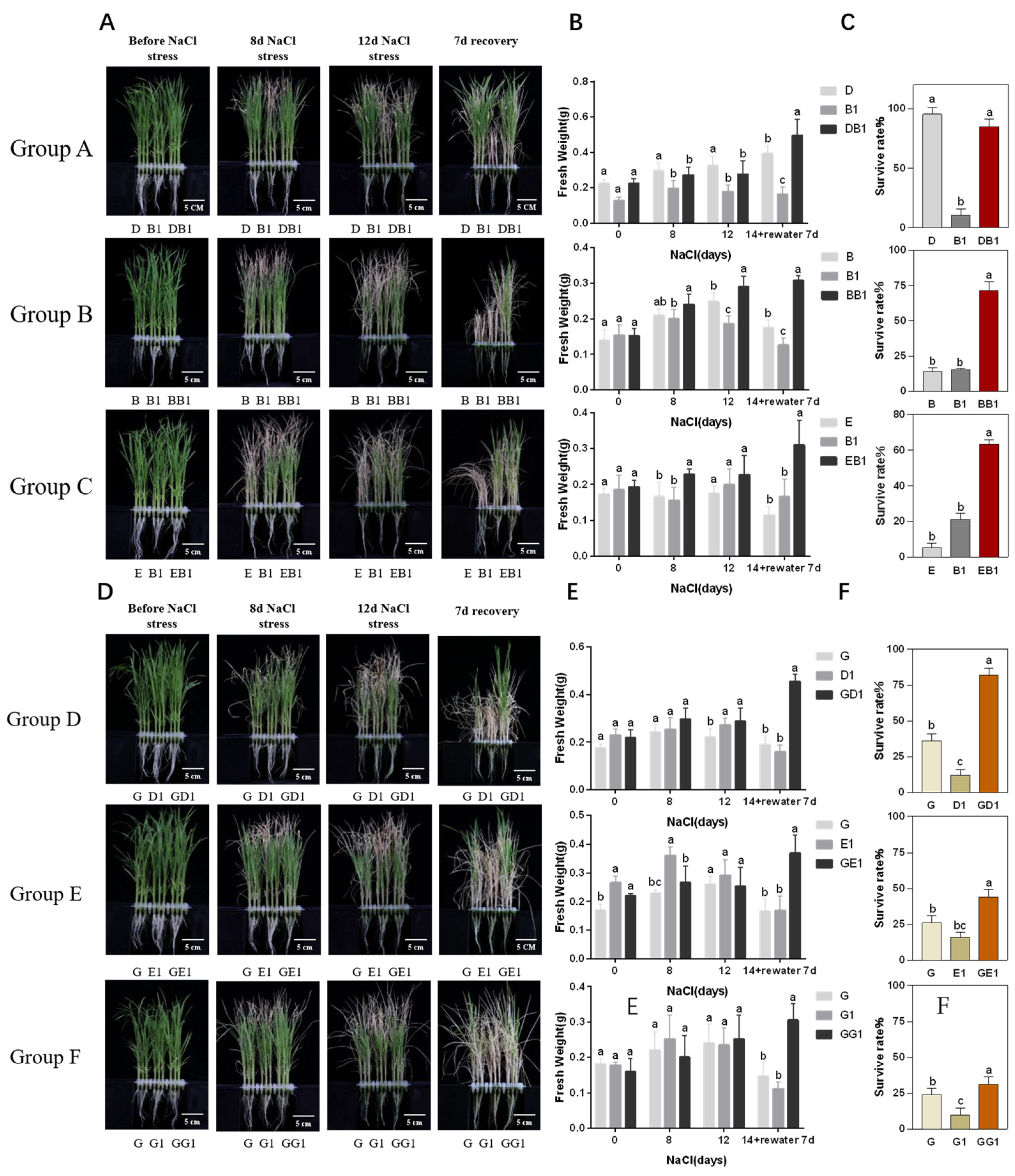 Plants 13 00744 g001