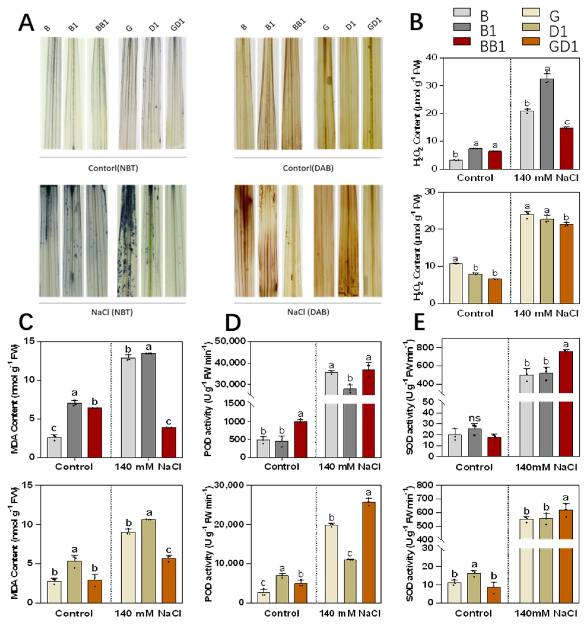 Plants 13 00744 g003