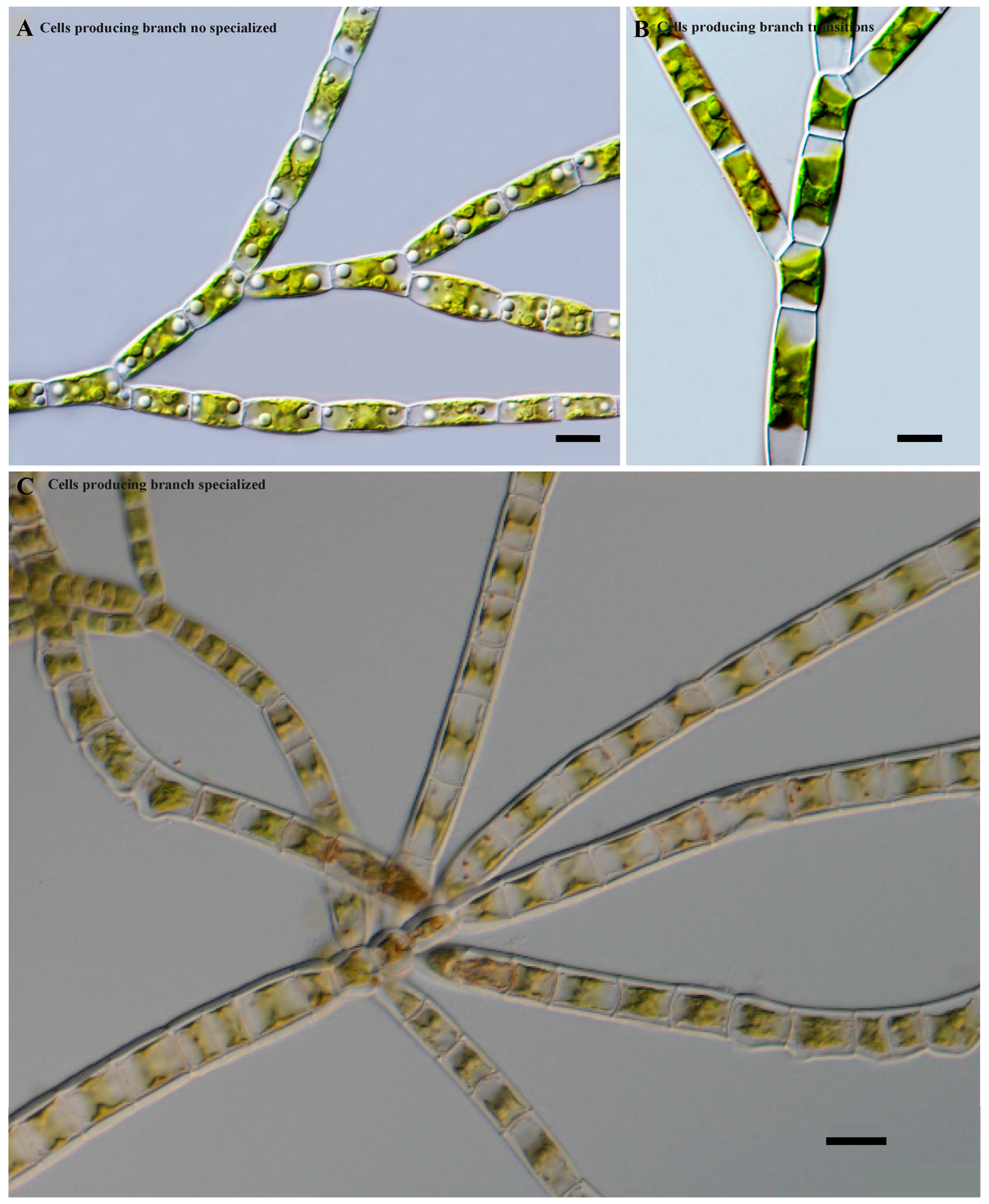 Plants 13 00748 g003