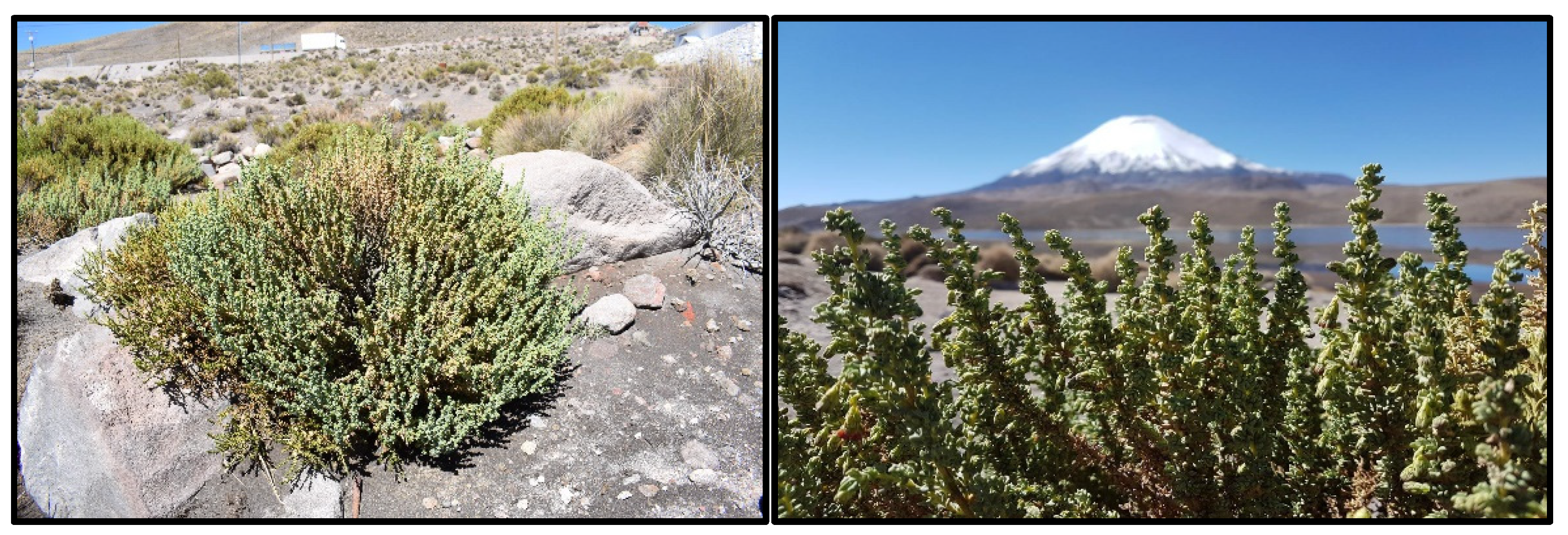 Plants 13 00755 g001