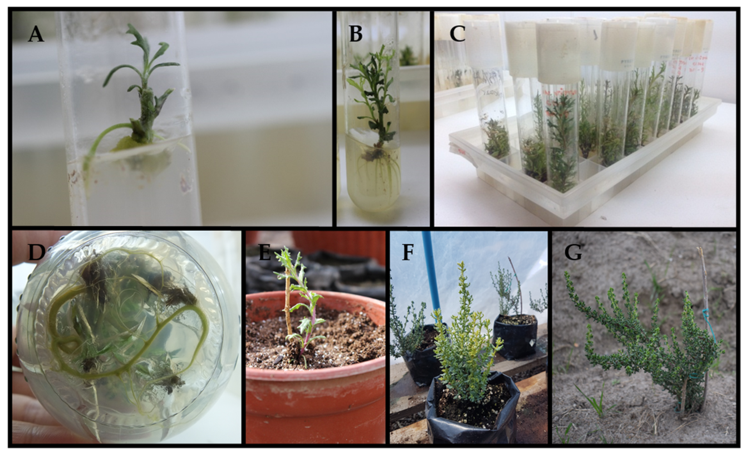 Plants 13 00755 g002