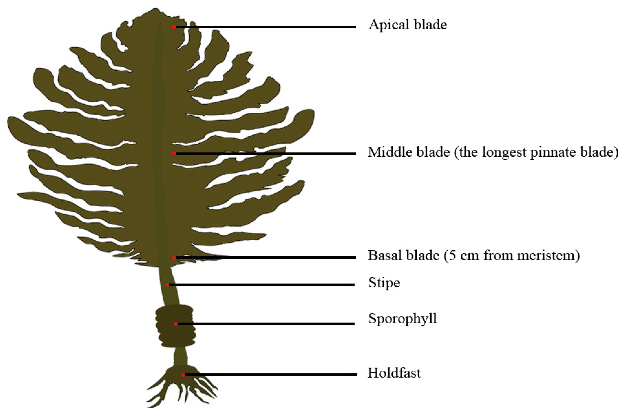 Plants 13 00767 g003