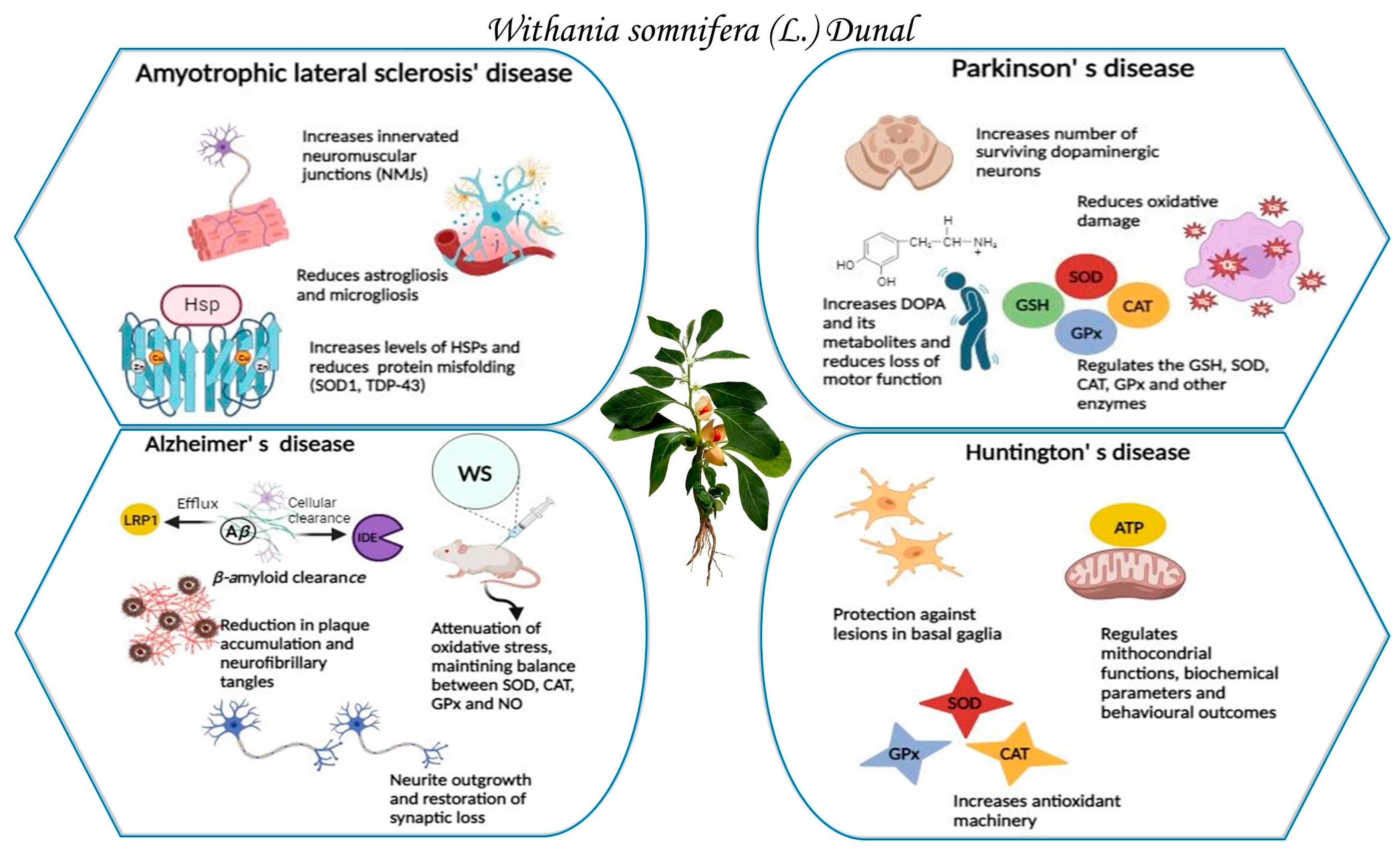 Plants 13 00771 g001
