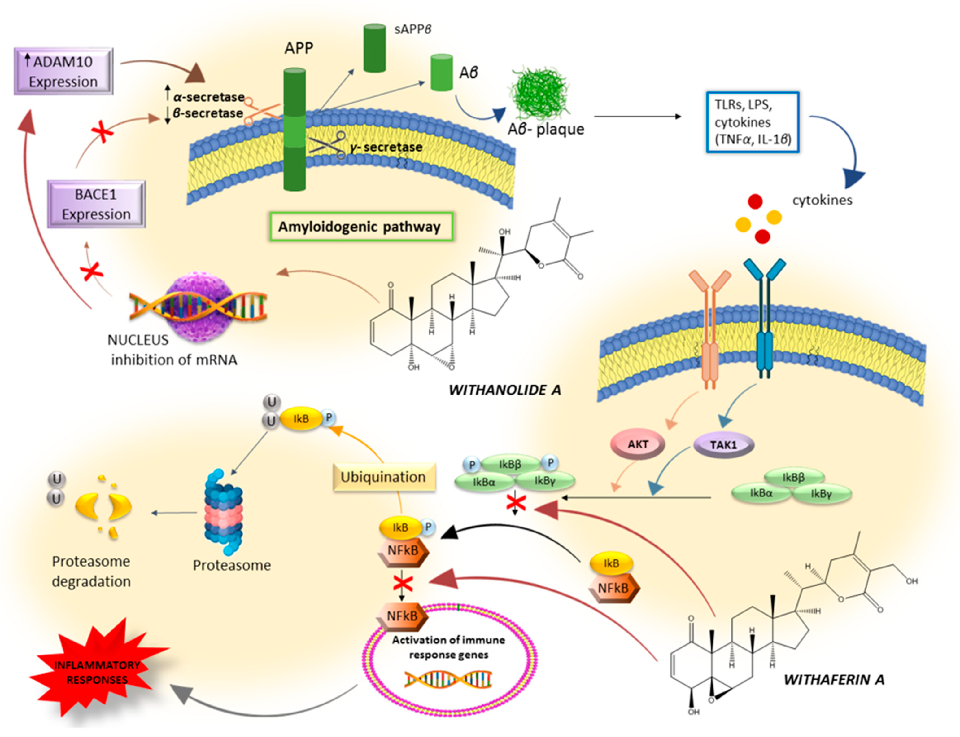 Plants 13 00771 g005