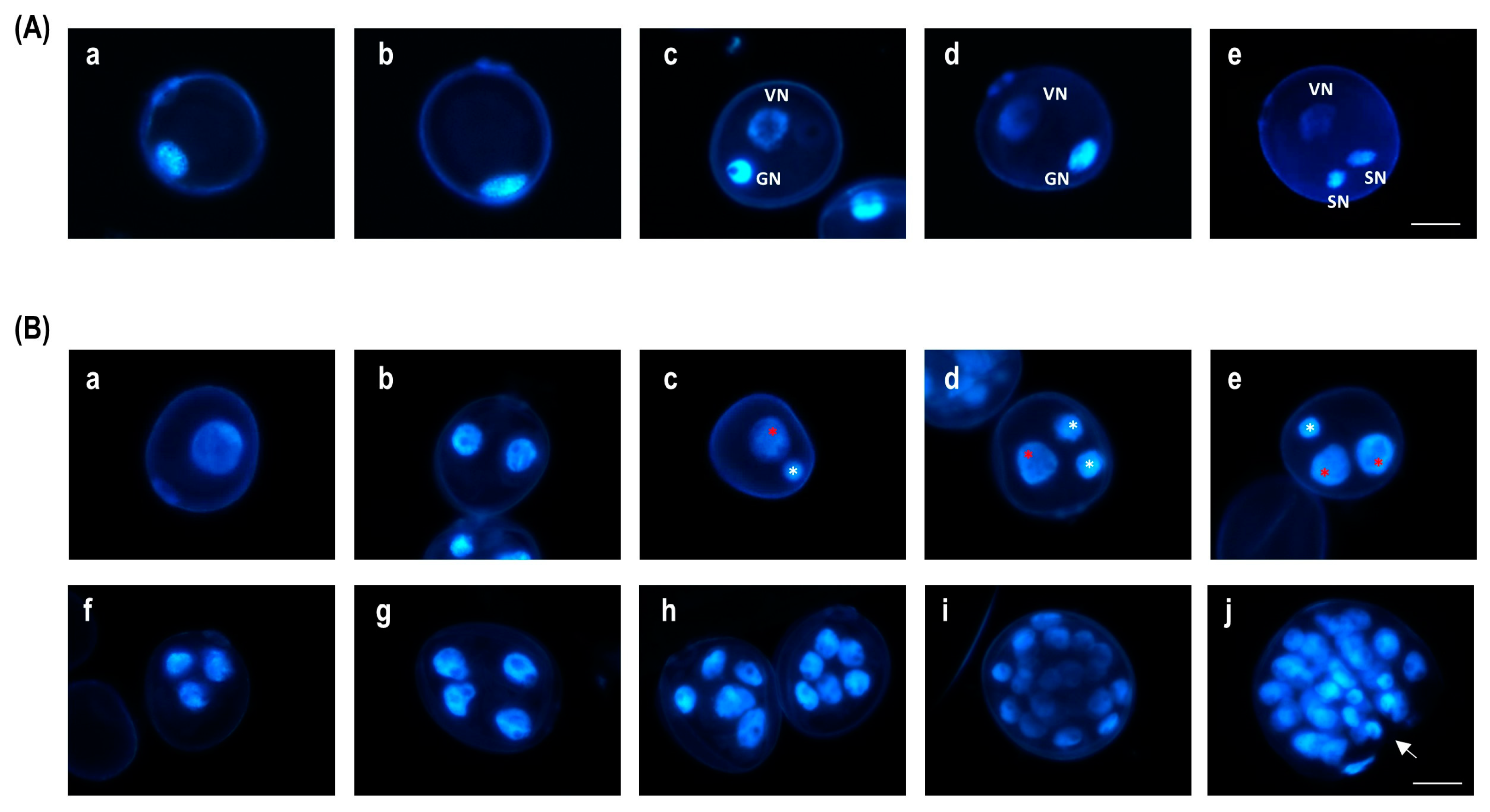 Plants 13 00772 g001