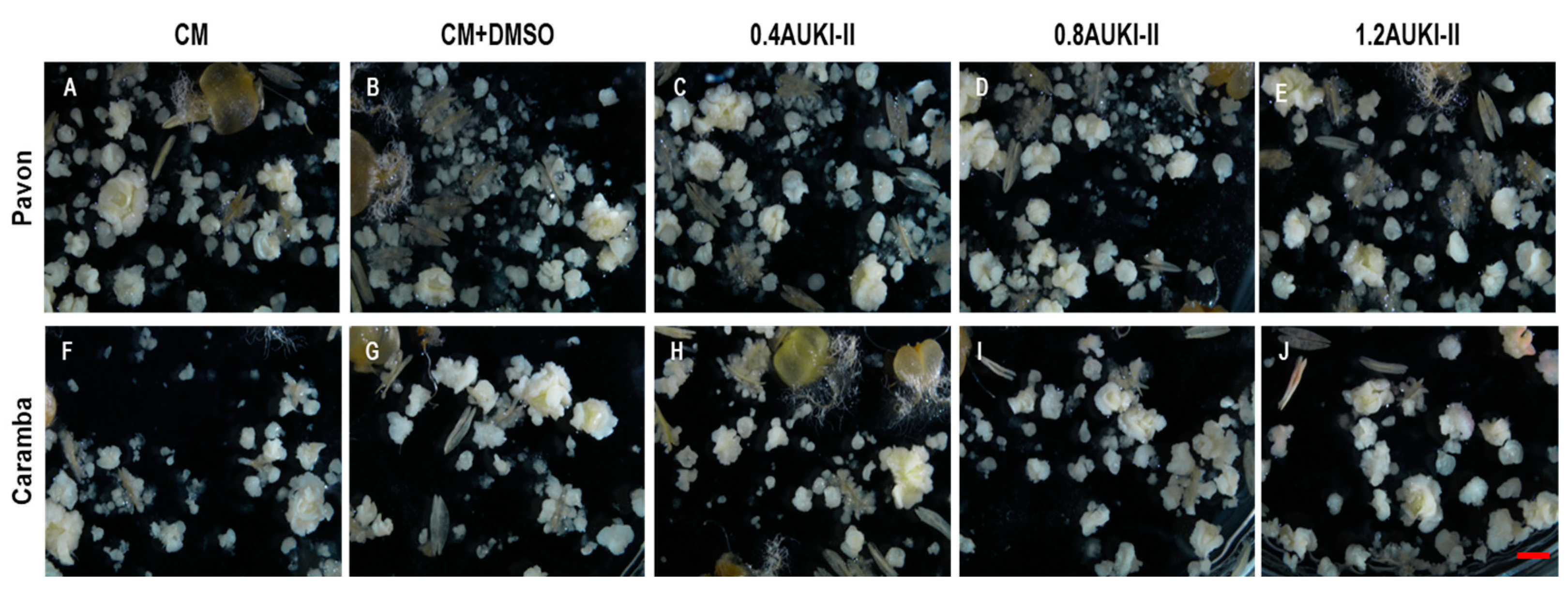 Plants 13 00772 g003