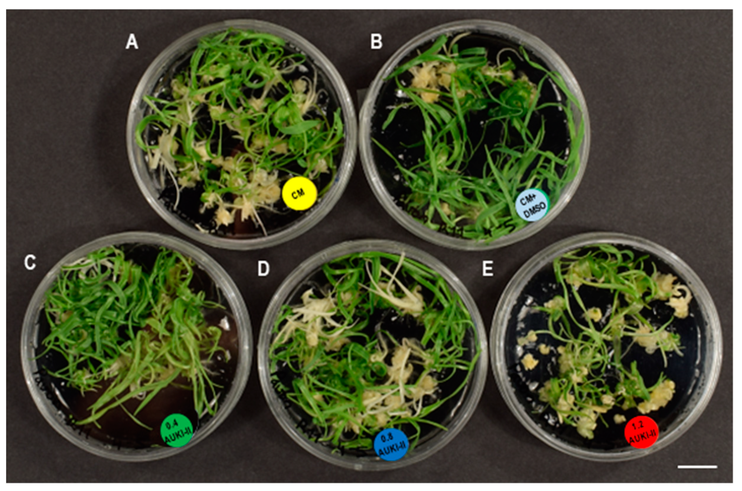 Plants 13 00772 g004