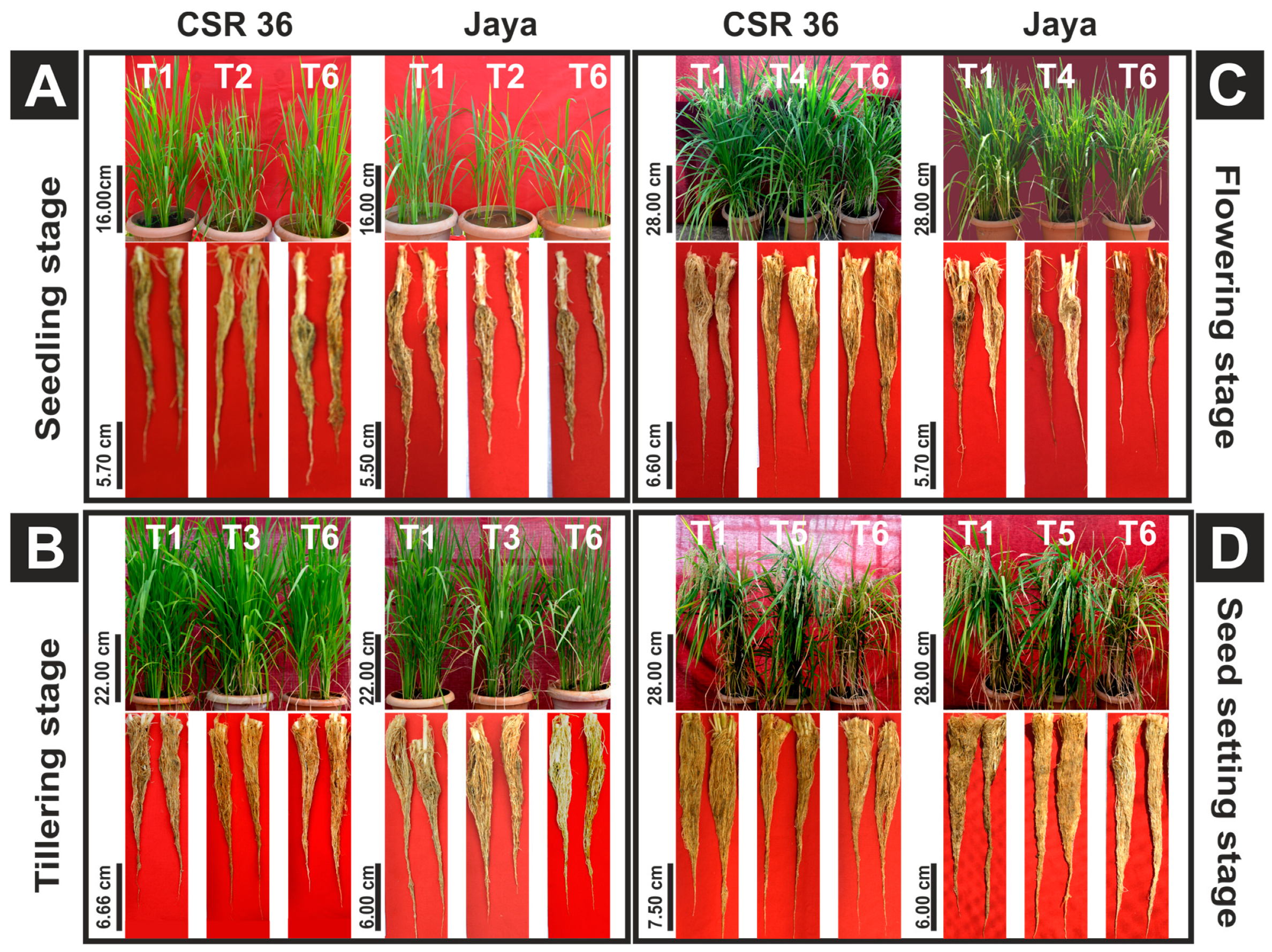 Plants 13 00778 g002