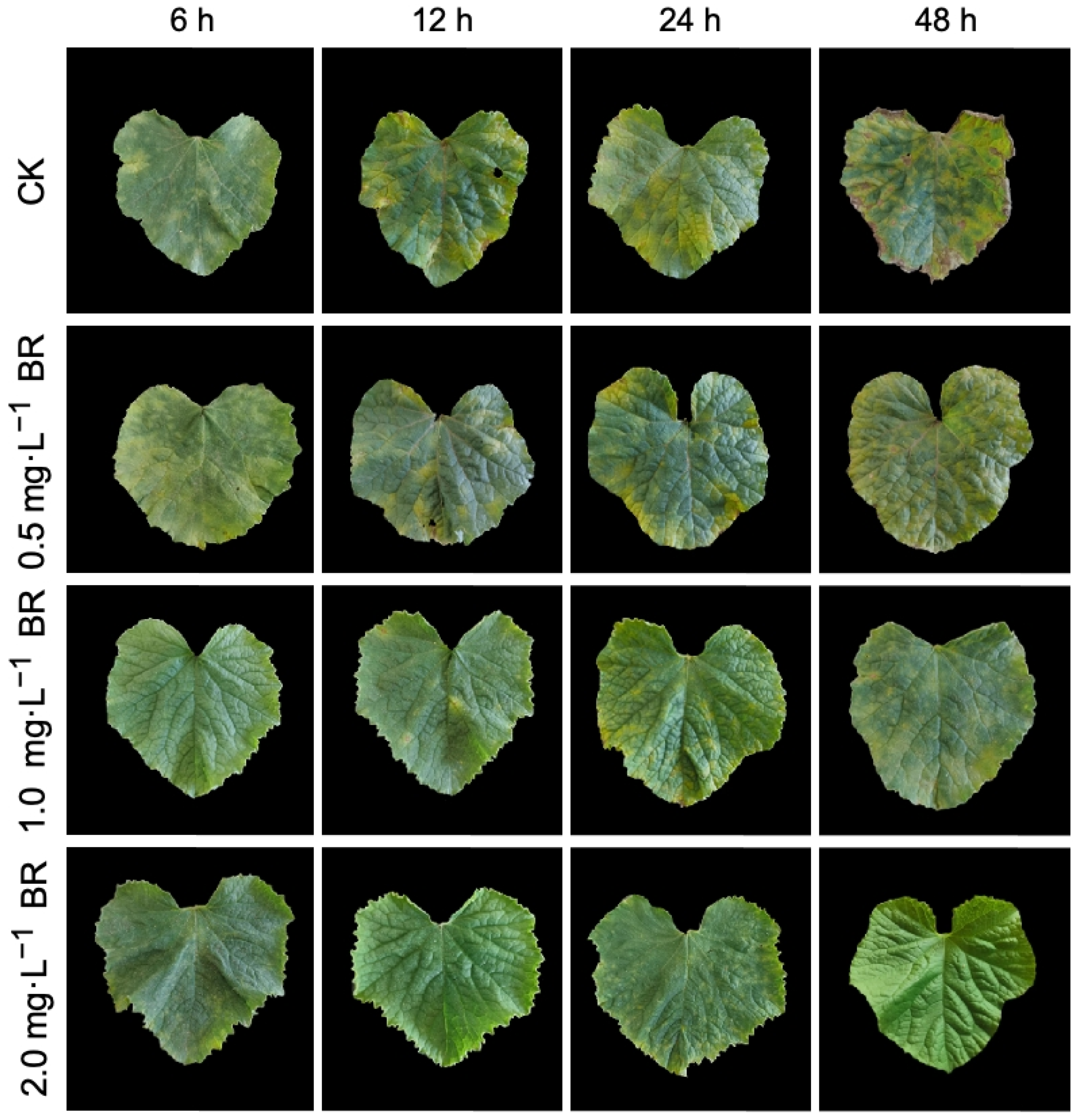 Plants 13 00779 g001