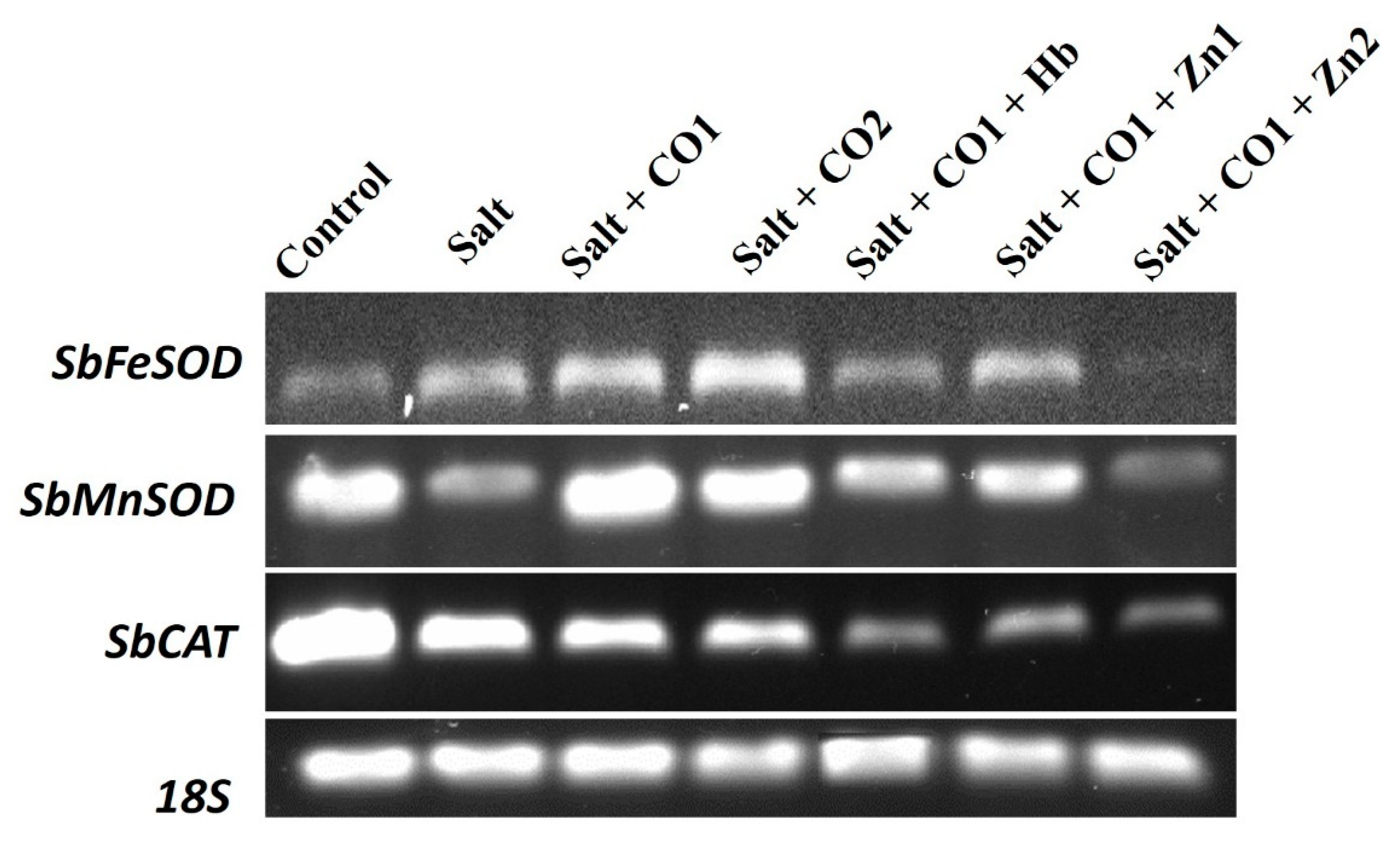 Plants 13 00782 g008 Plants 13 00782 g008