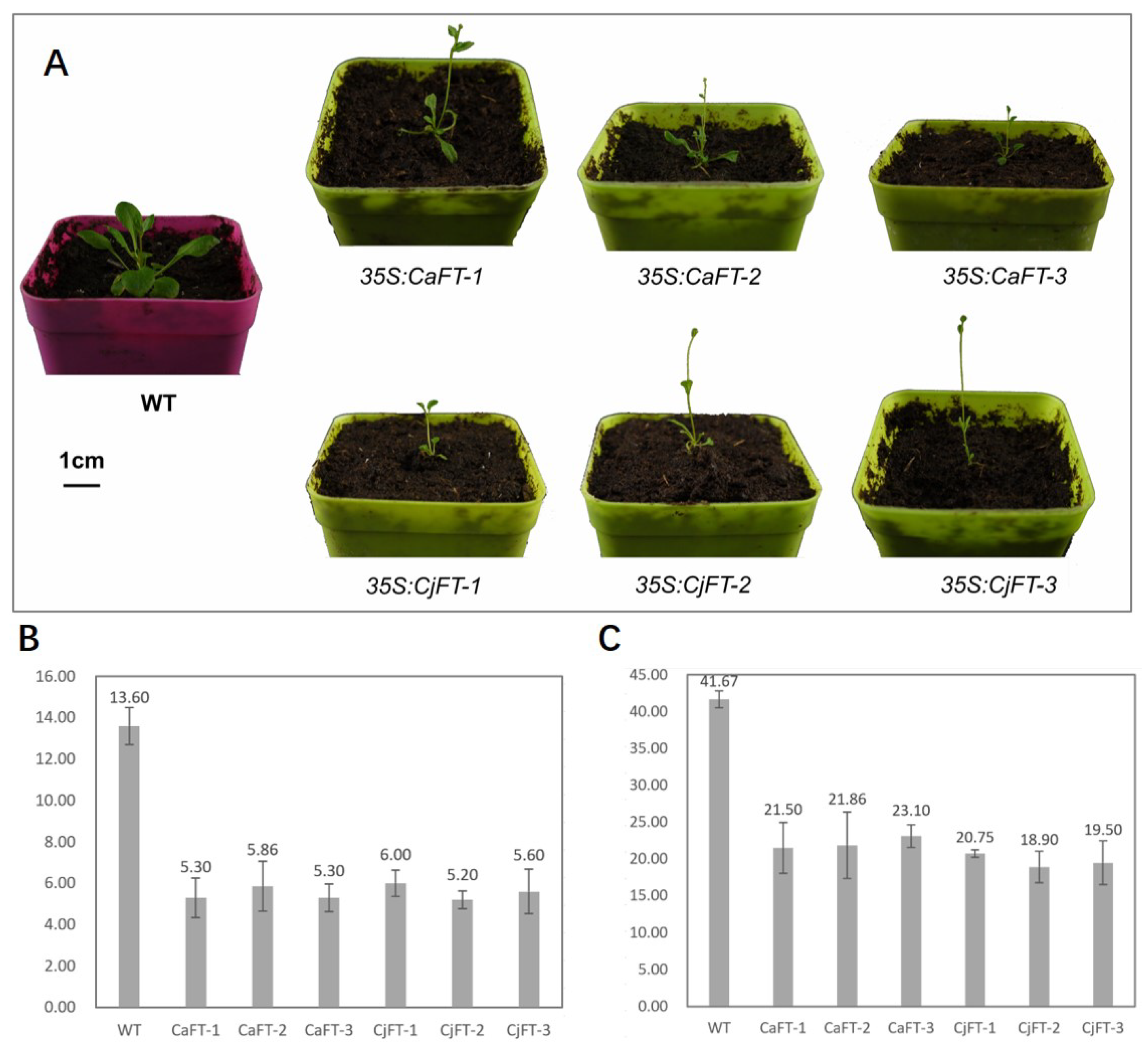 Plants 13 00784 g003
