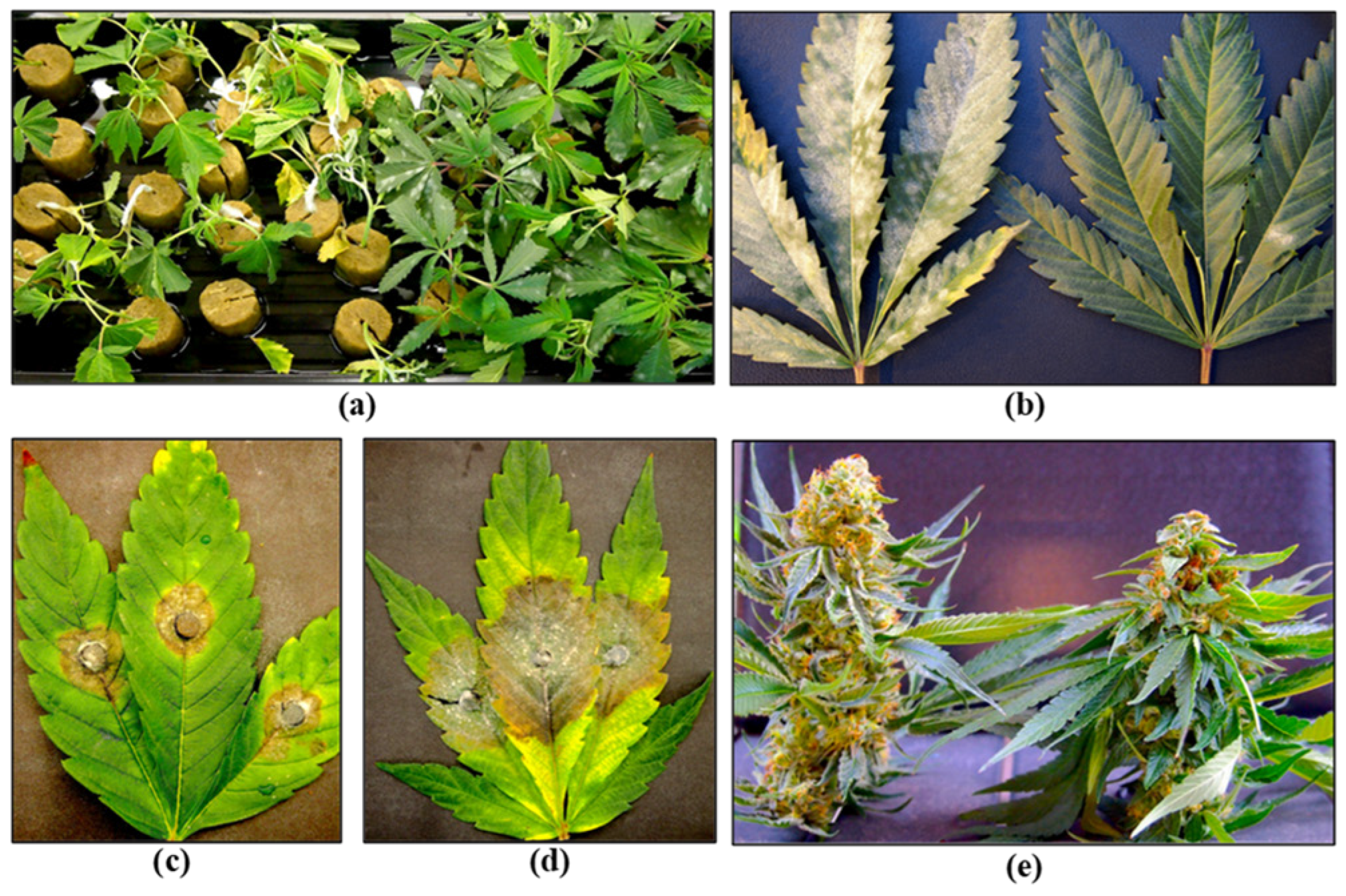 Plants 13 00786 g008