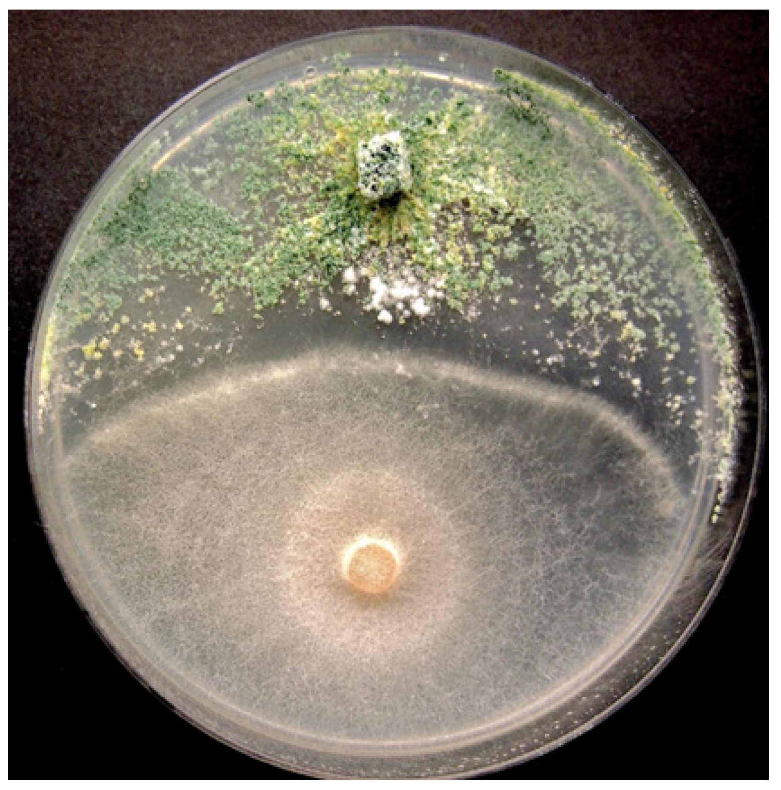 Plants 13 00786 g012