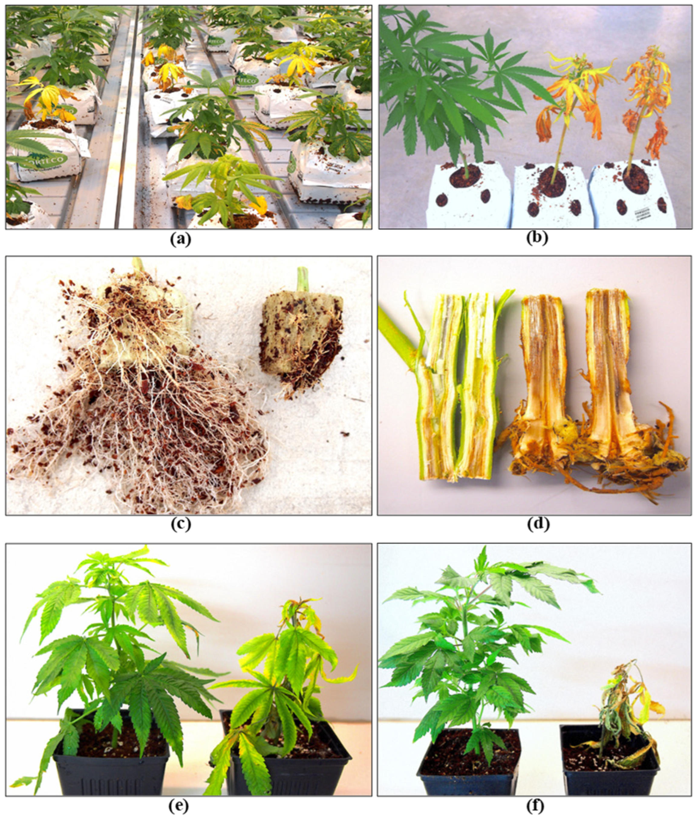 Plants 13 00786 g013