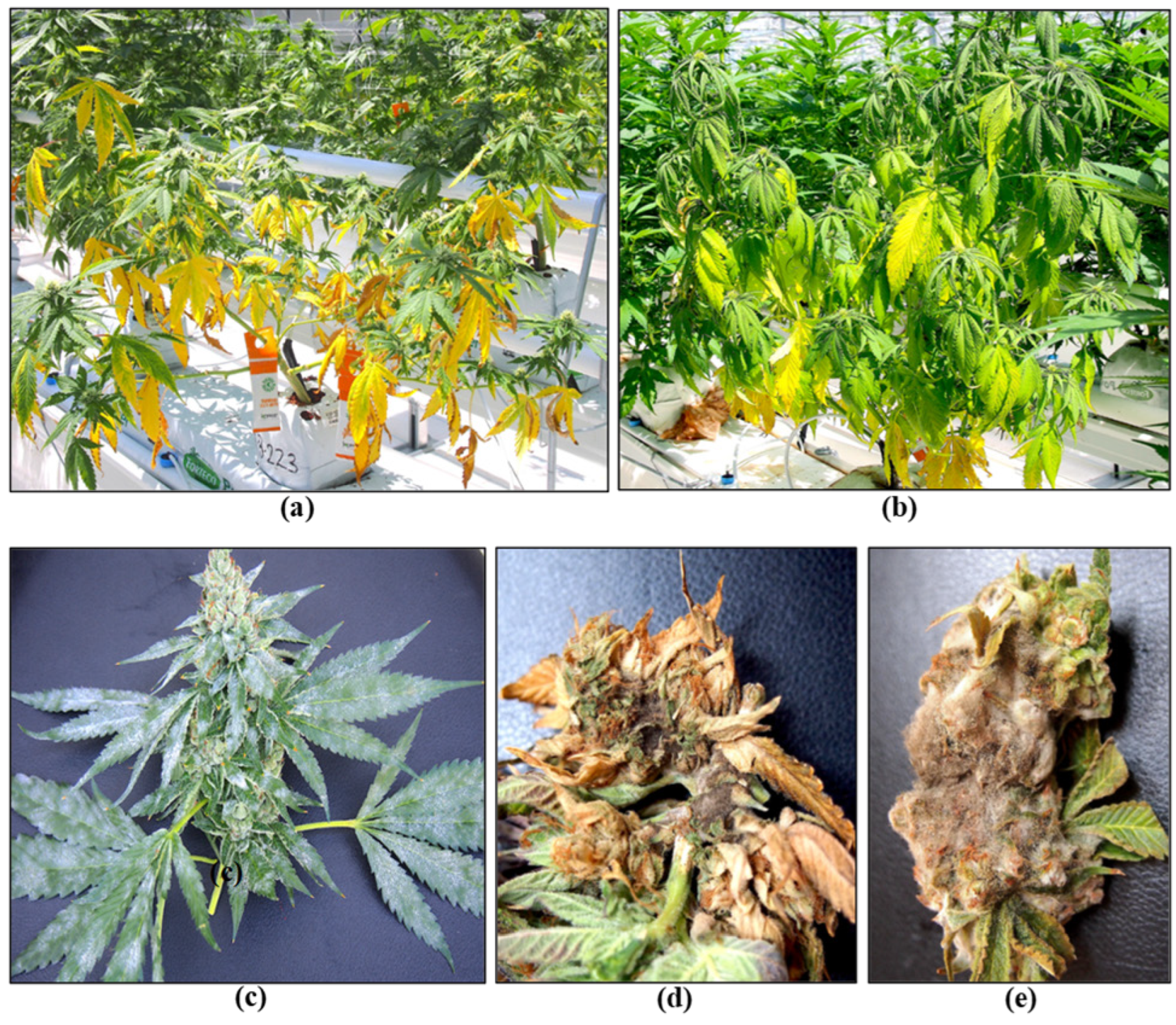 Plants 13 00786 g014