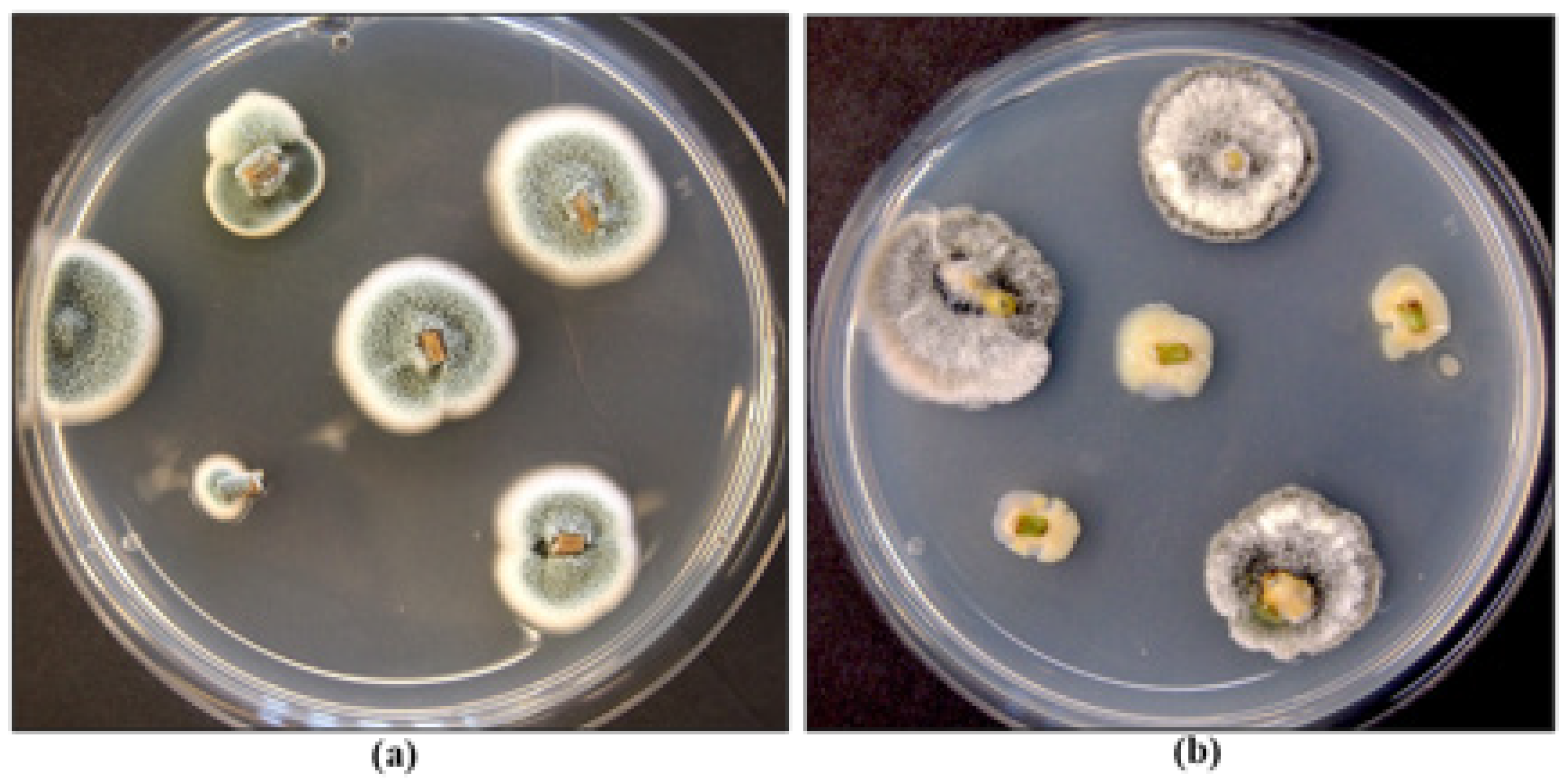 Plants 13 00786 g024