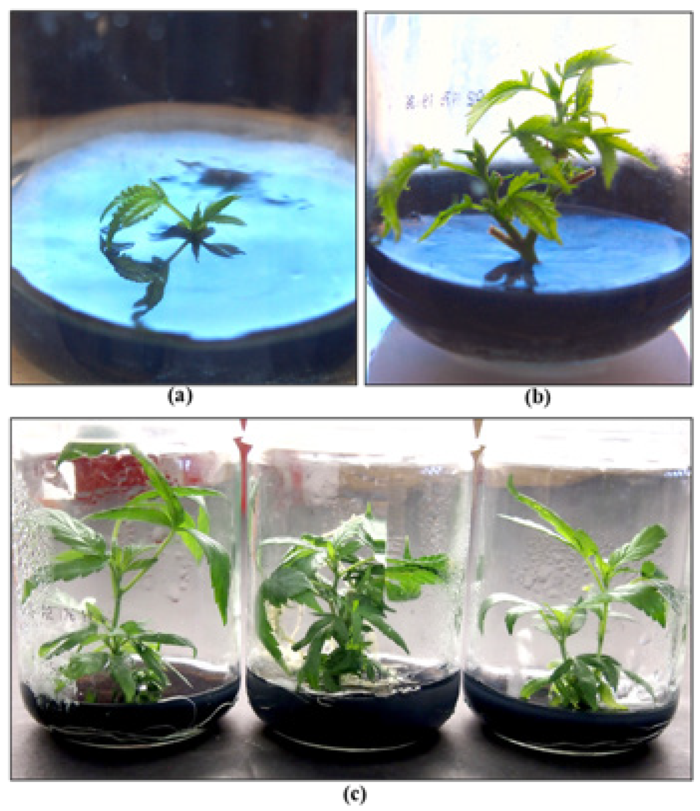 Plants 13 00786 g025