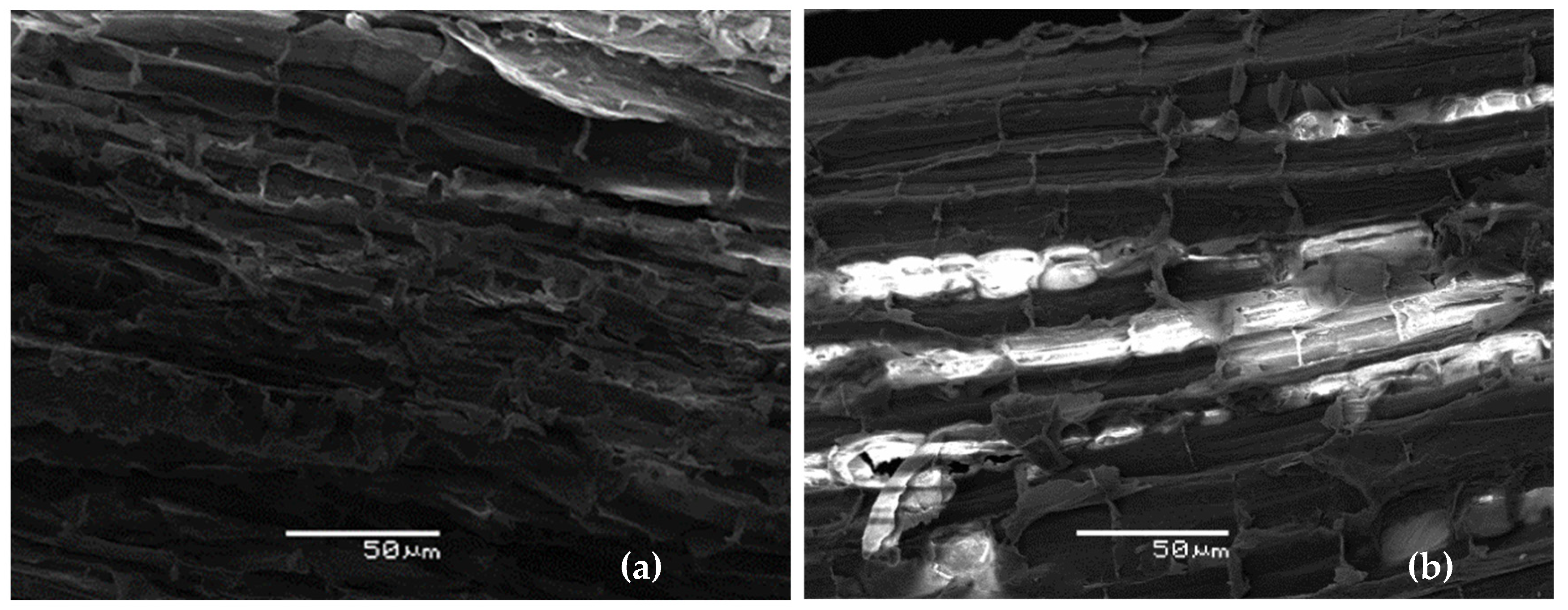 Plants 13 00789 g001