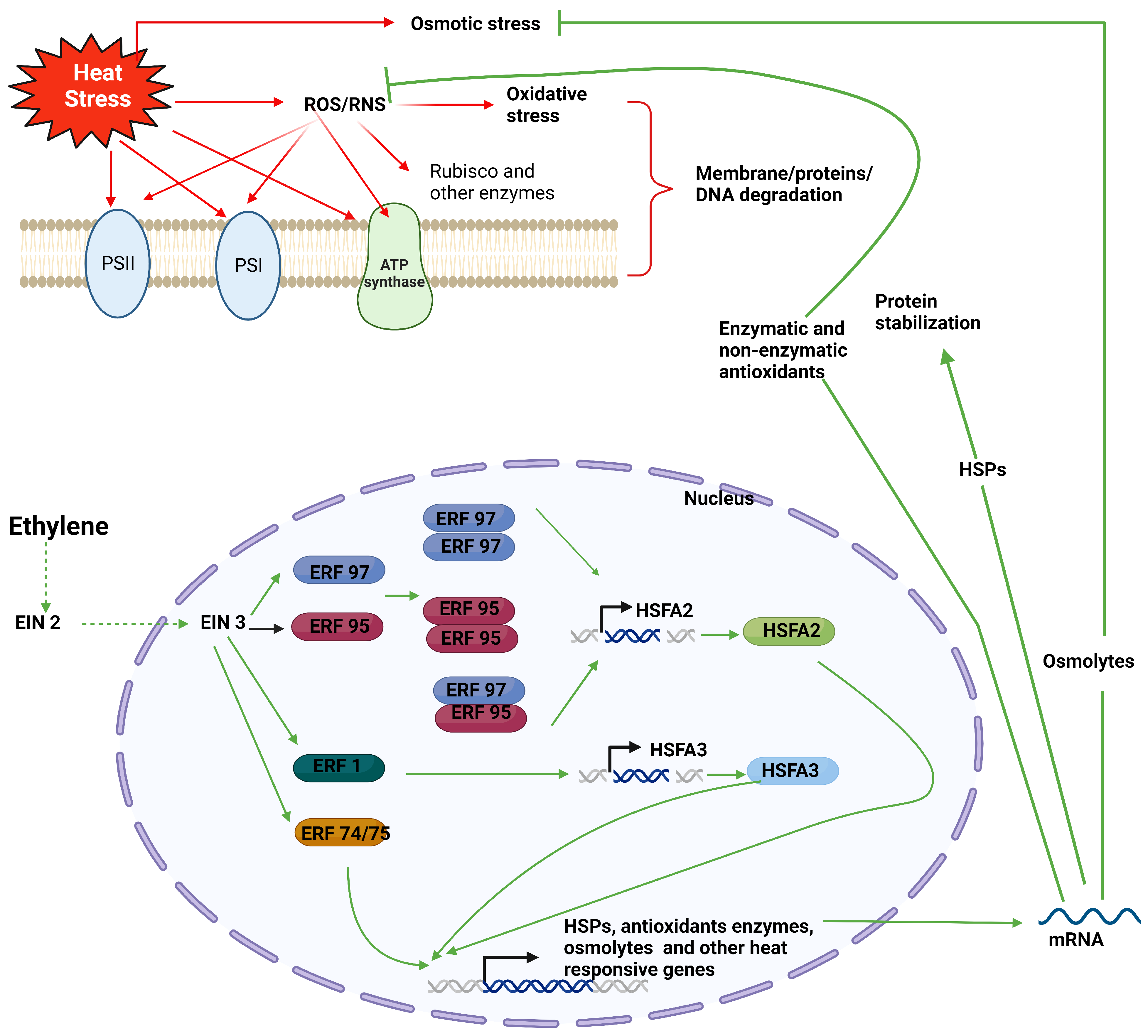 Plants 13 00791 g001