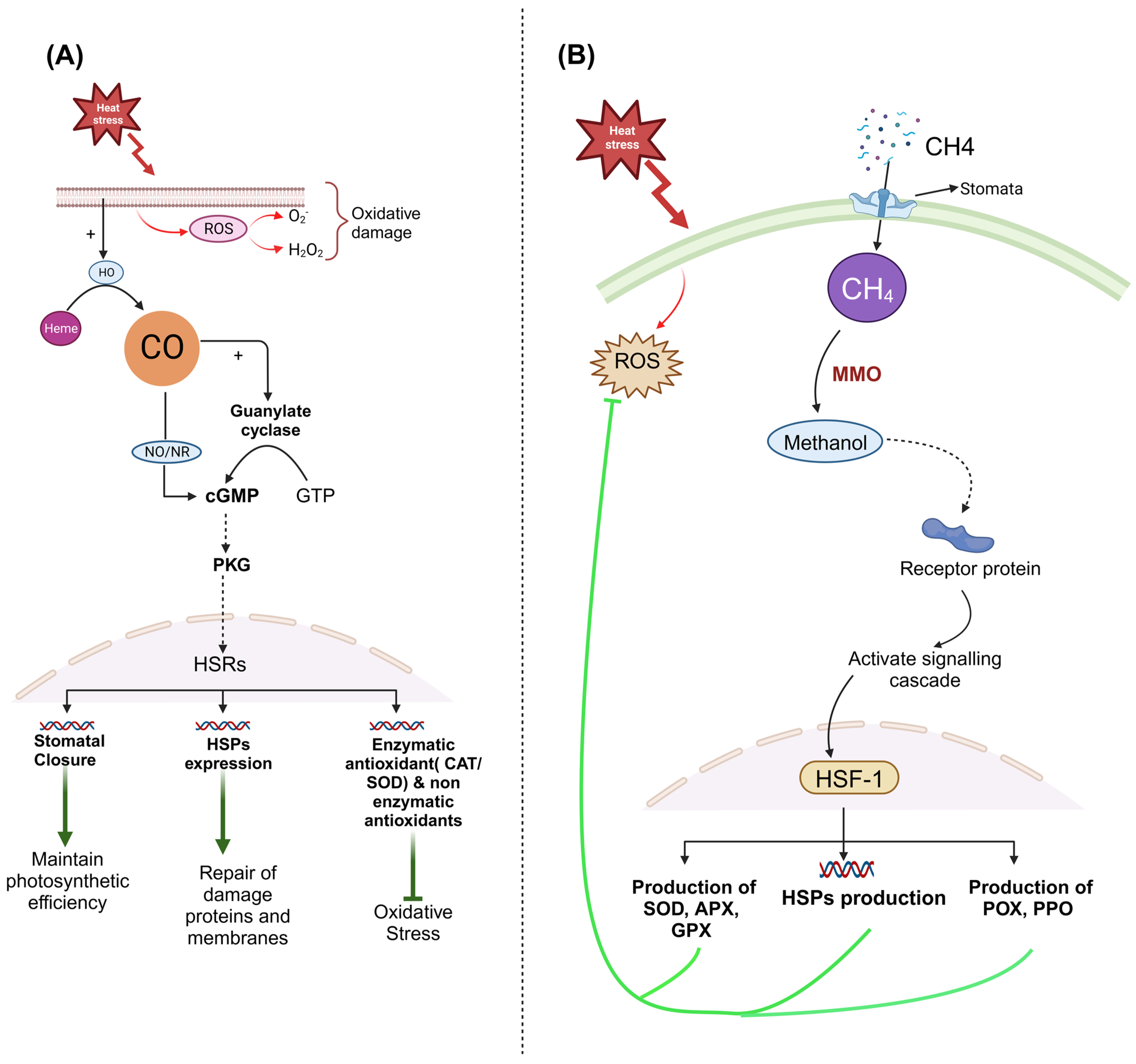 Plants 13 00791 g004