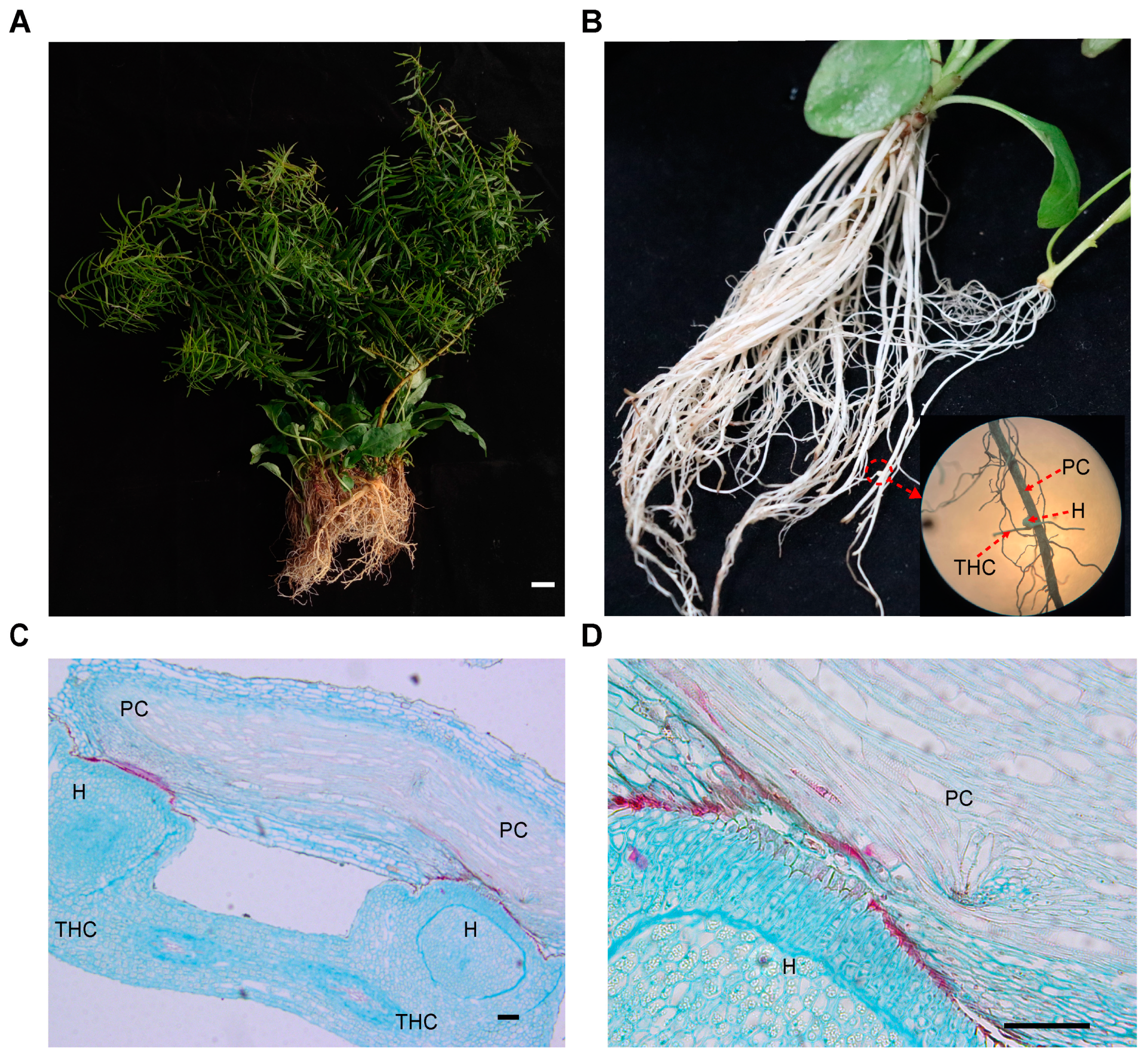 Plants 13 00804 g001