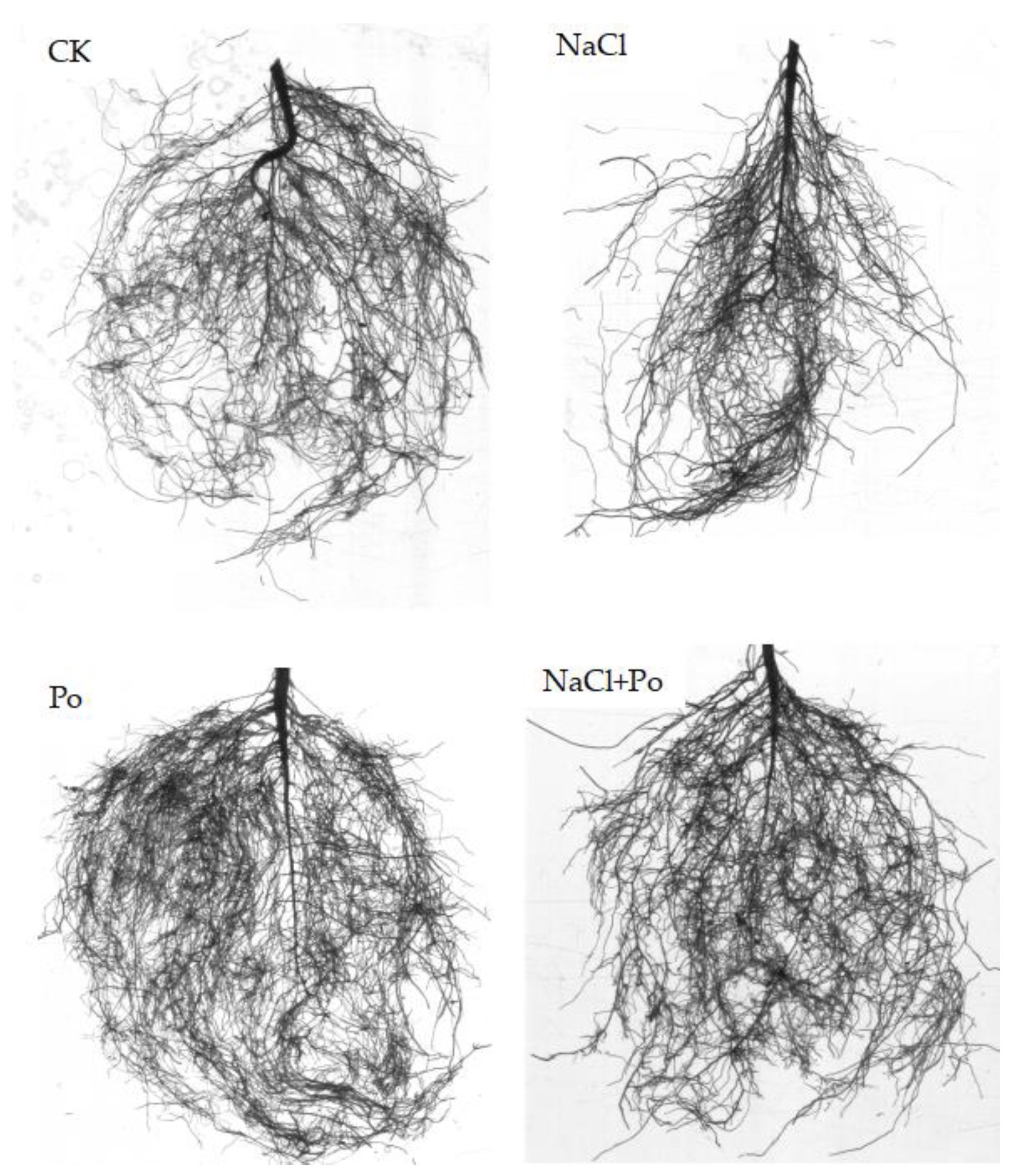 Plants 13 00805 g003
