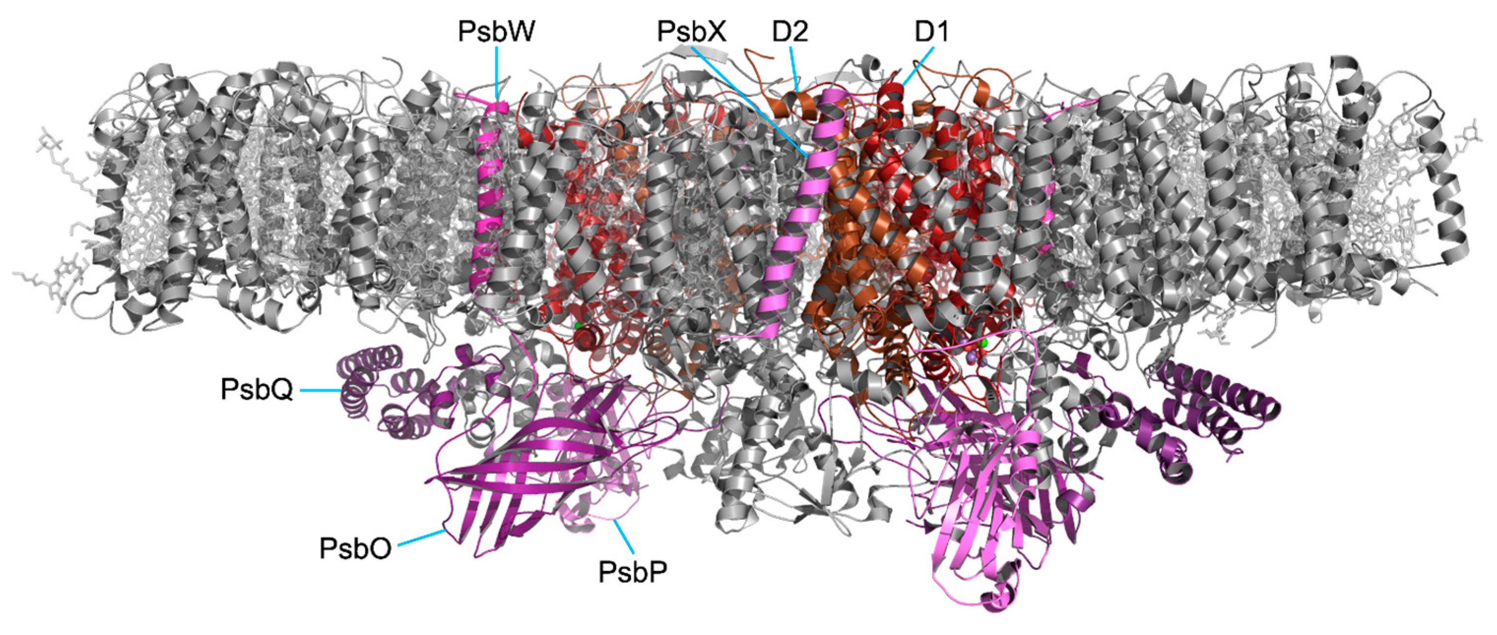 Plants 13 00811 g002