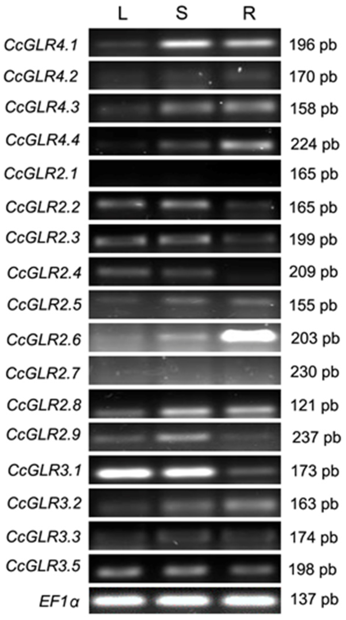 Plants 13 00812 g006